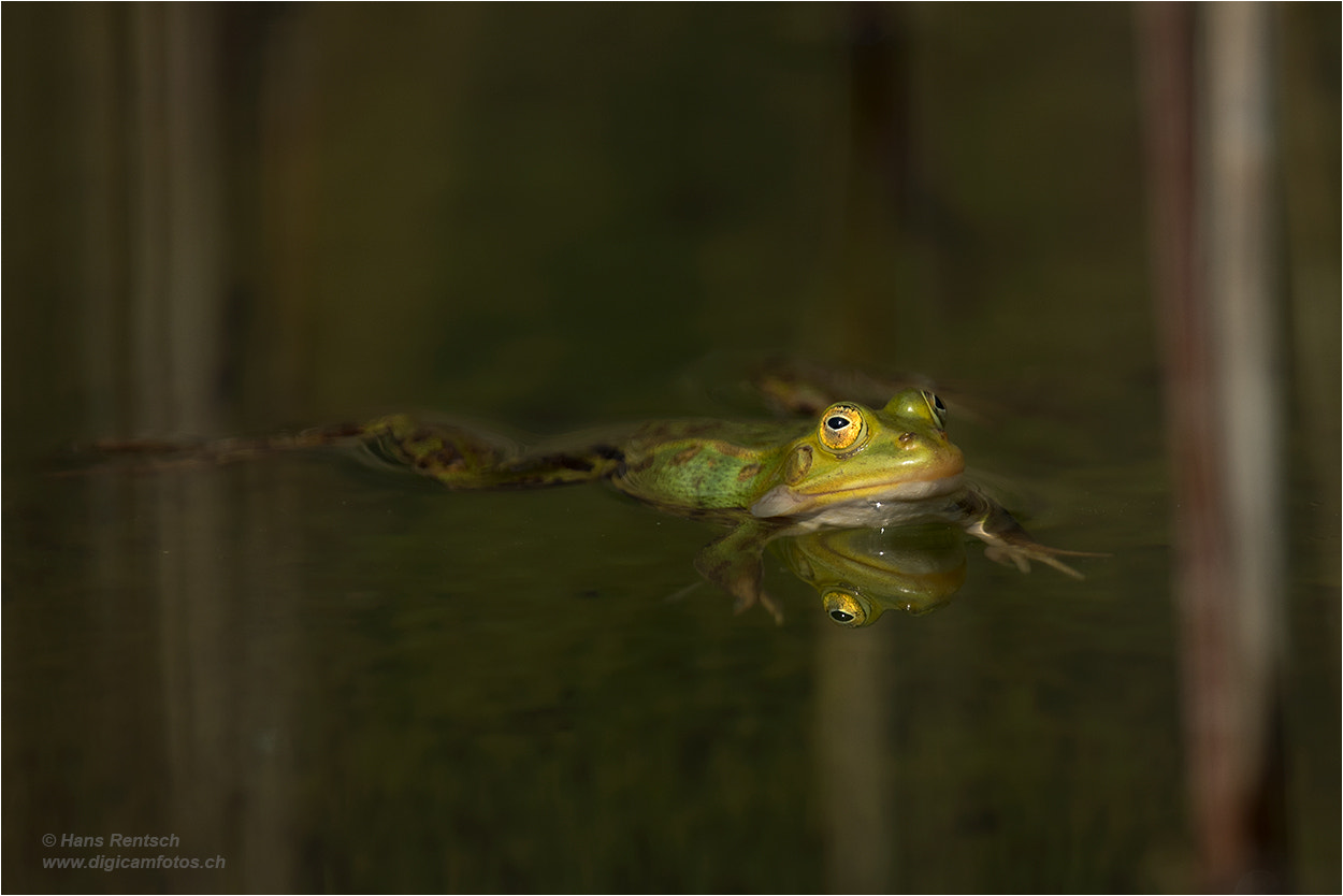 Nikon Nikkor AF-S 300mm F4E PF ED VR sample photo. Edible frog  /  teichfrosch photography