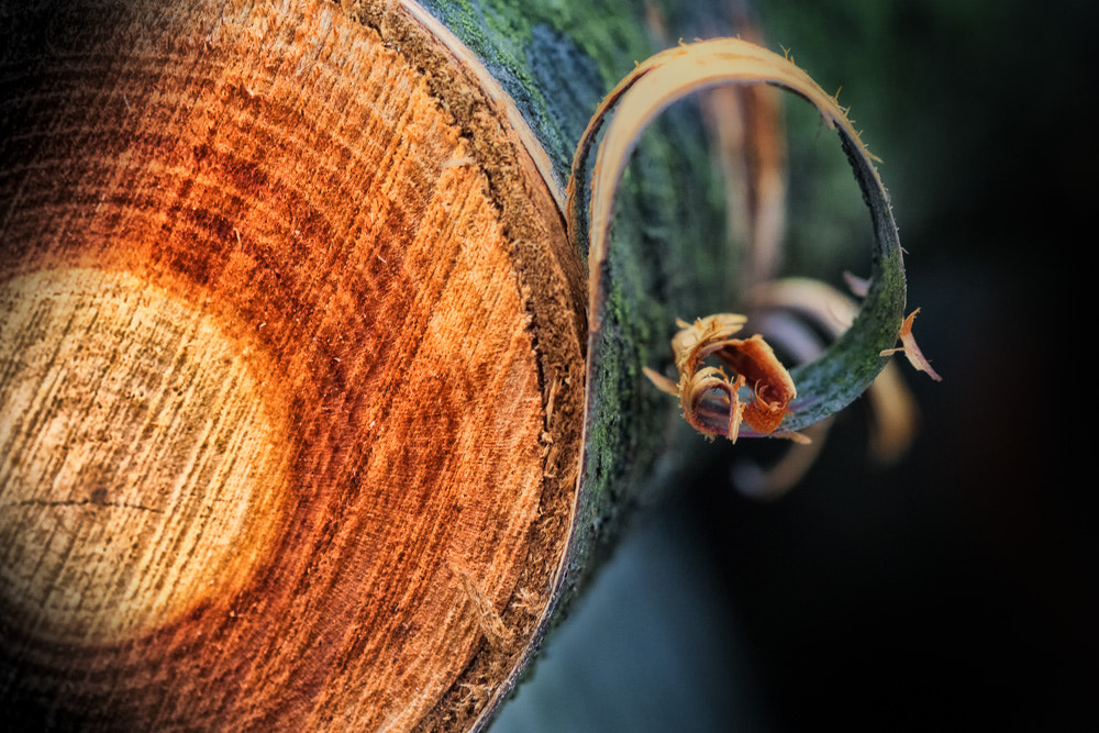 Sony ILCA-77M2 + 90mm F2.8 Macro SSM sample photo. Holzschnitt photography