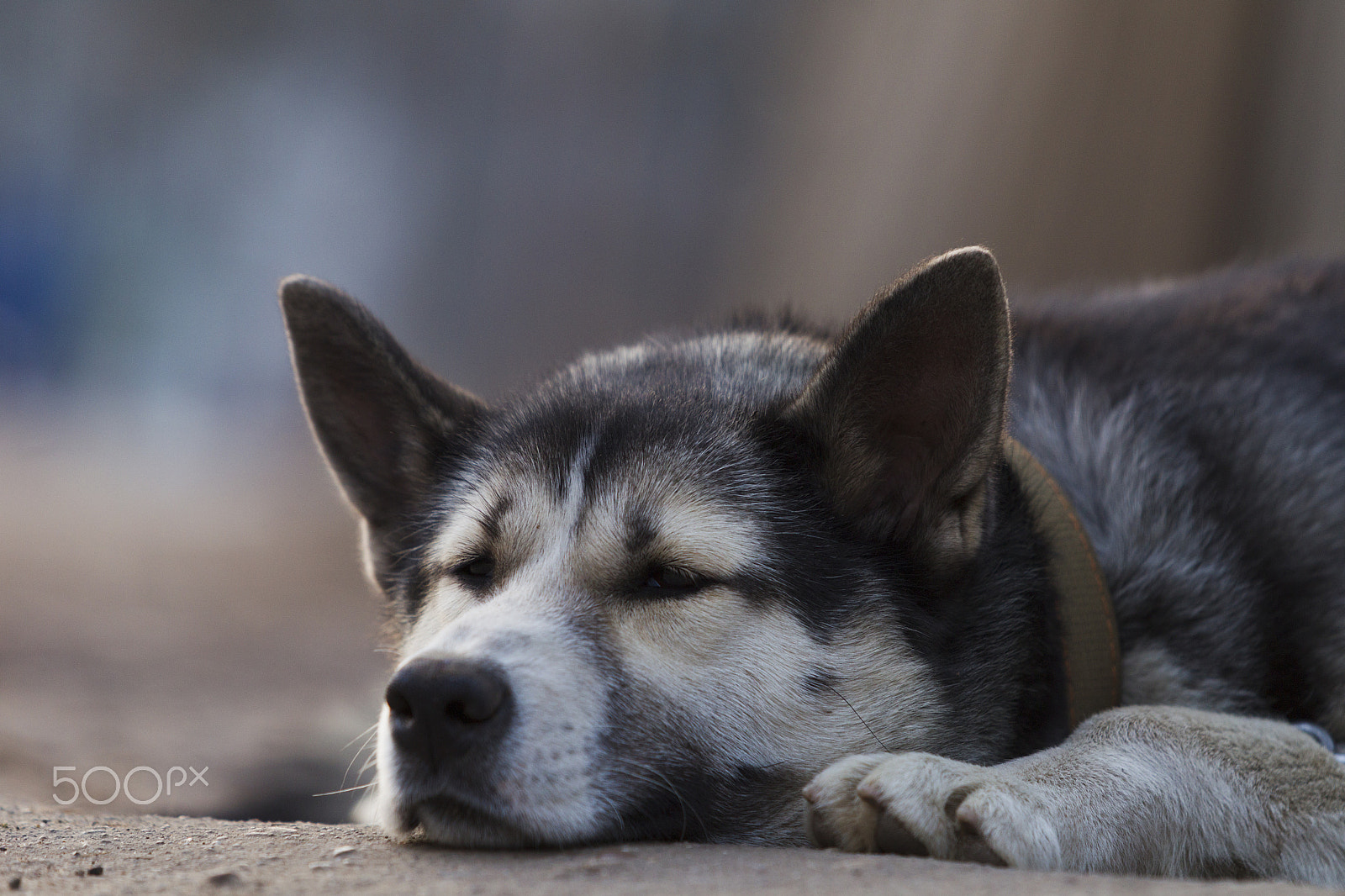 Canon EOS-1D Mark IV sample photo. Chain dog, lying on the sidewalk near a wooden fence photography