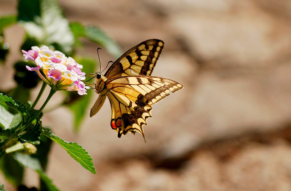 Nikon D80 + Sigma 70-300mm F4-5.6 APO Macro Super II sample photo. Papilio machaon - kırlangıçkuyruk kelebeği photography