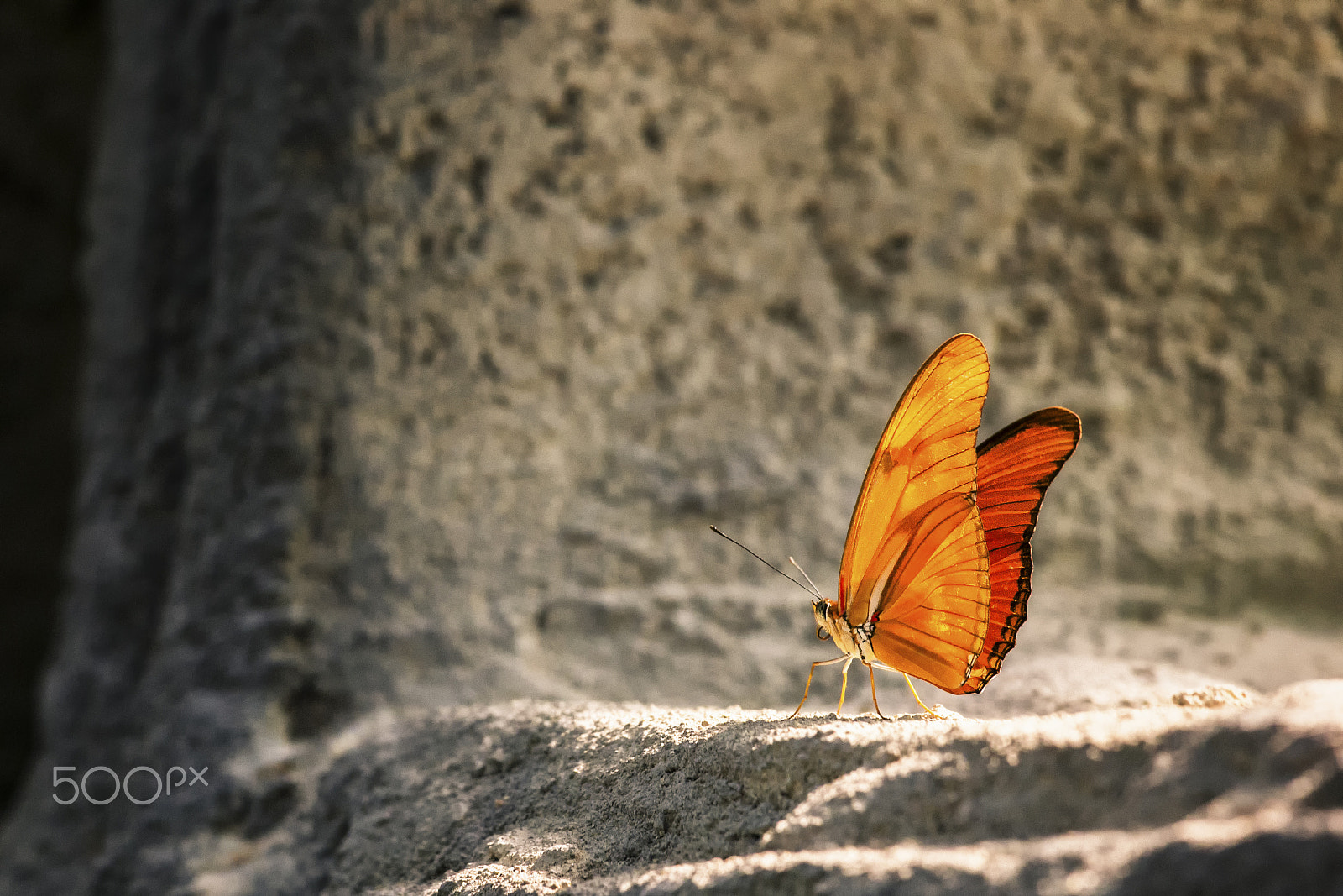 Nikon AF-S Nikkor 70-200mm F4G ED VR sample photo. Beautiful butterfly photography