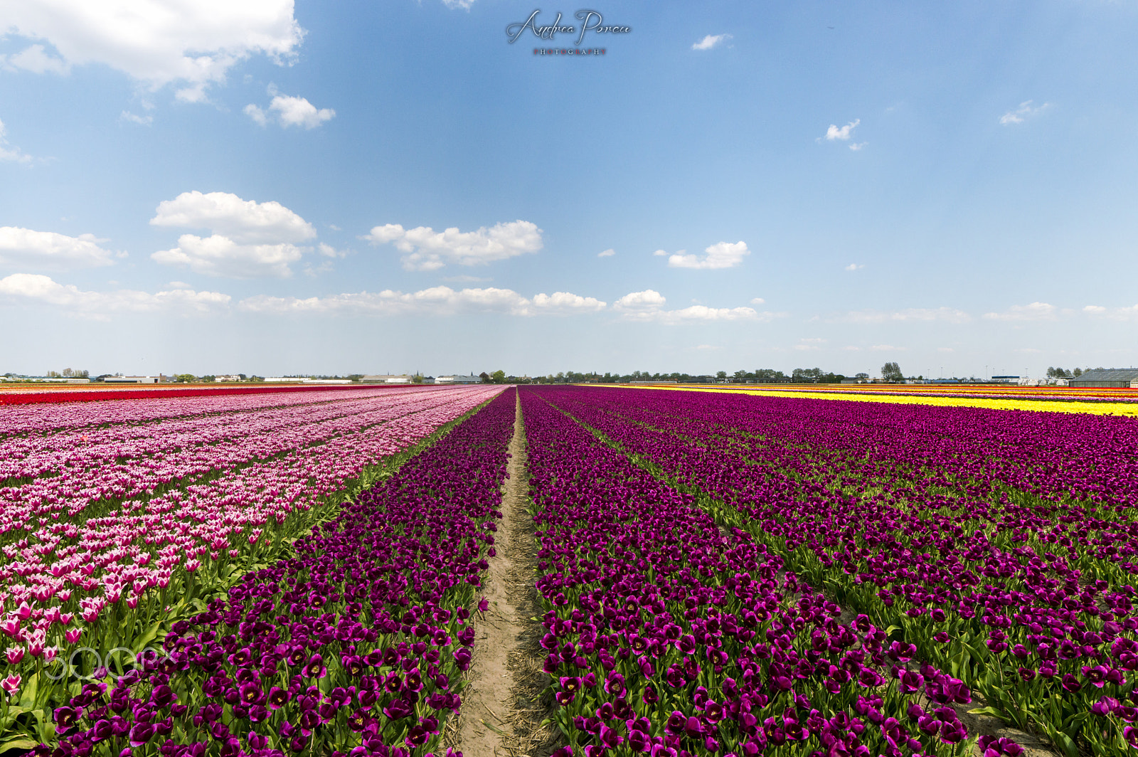 Samyang 14mm F2.8 ED AS IF UMC sample photo. Colourfull keukenhof photography