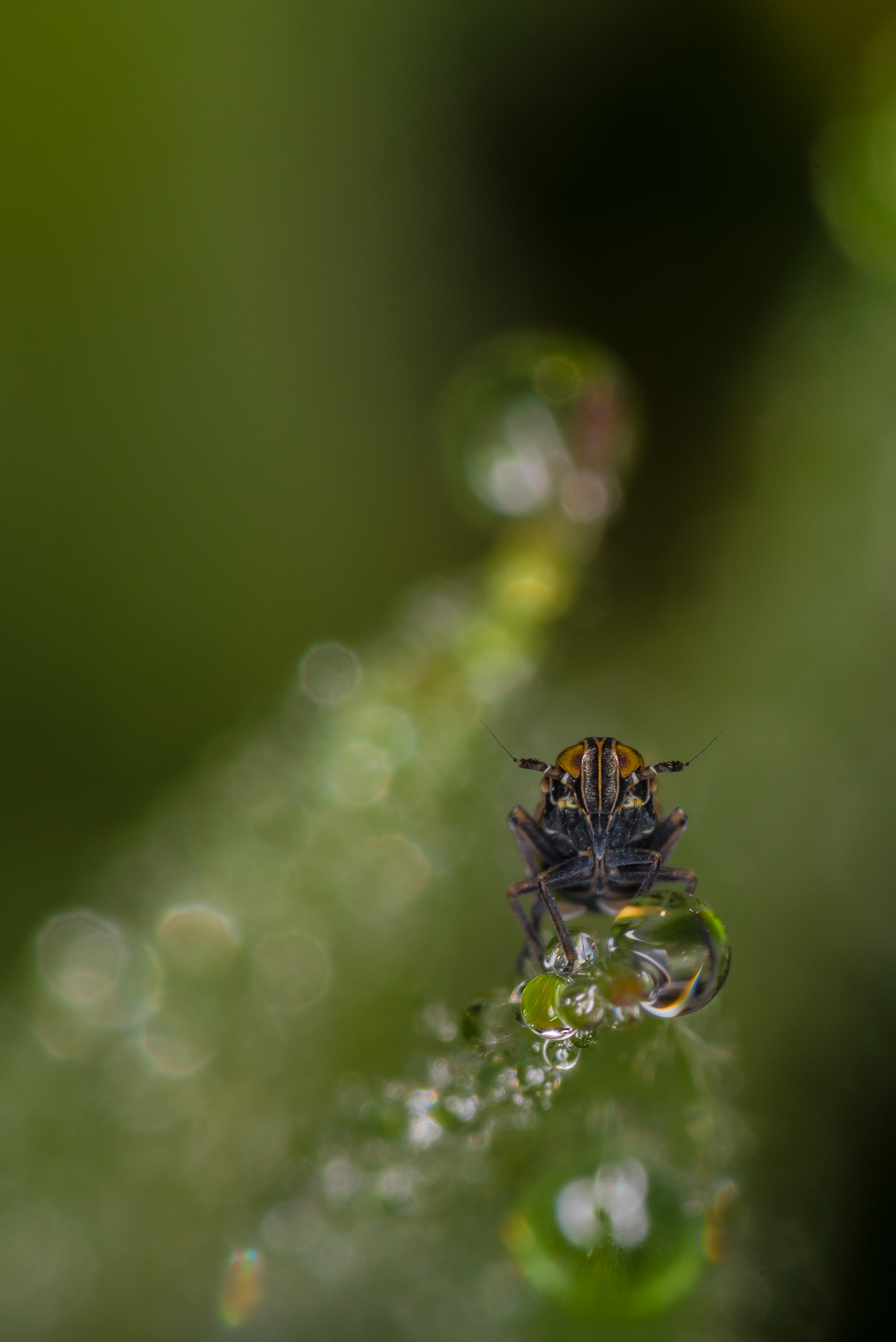 Nikon D810 + Nikon AF Micro-Nikkor 200mm F4D ED-IF sample photo. Listening... photography
