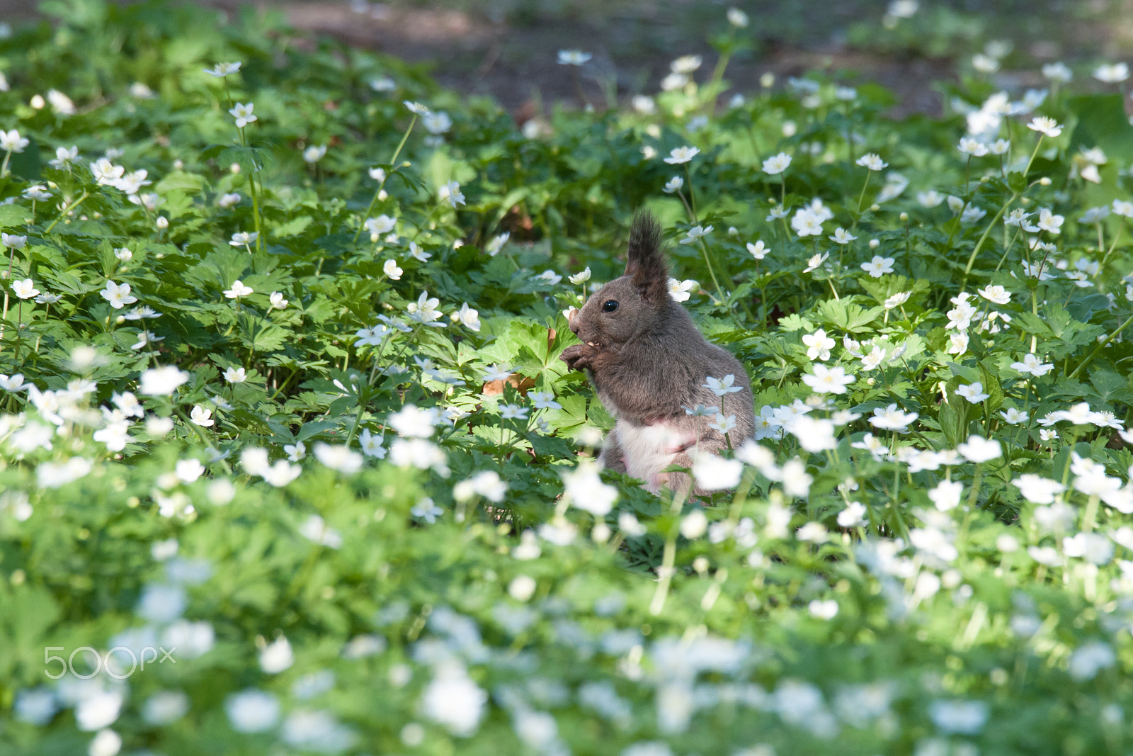 Sigma 150-600mm F5-6.3 DG OS HSM | S sample photo. Among  anemones photography