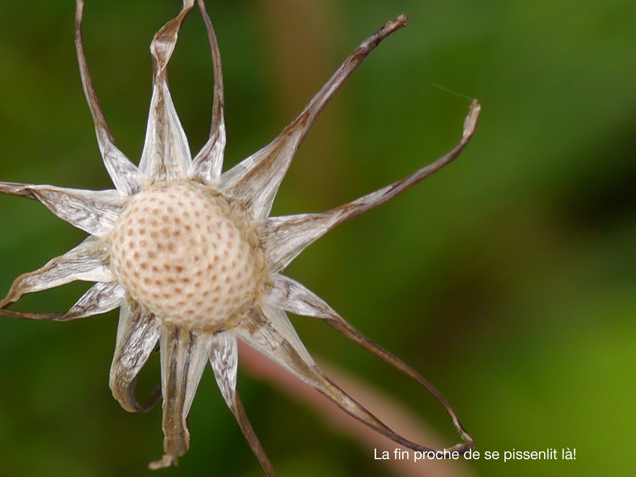 Panasonic Lumix DMC-GX1 + Panasonic Lumix G Macro 30mm F2.8 ASPH Mega OIS sample photo. La presque fin... photography