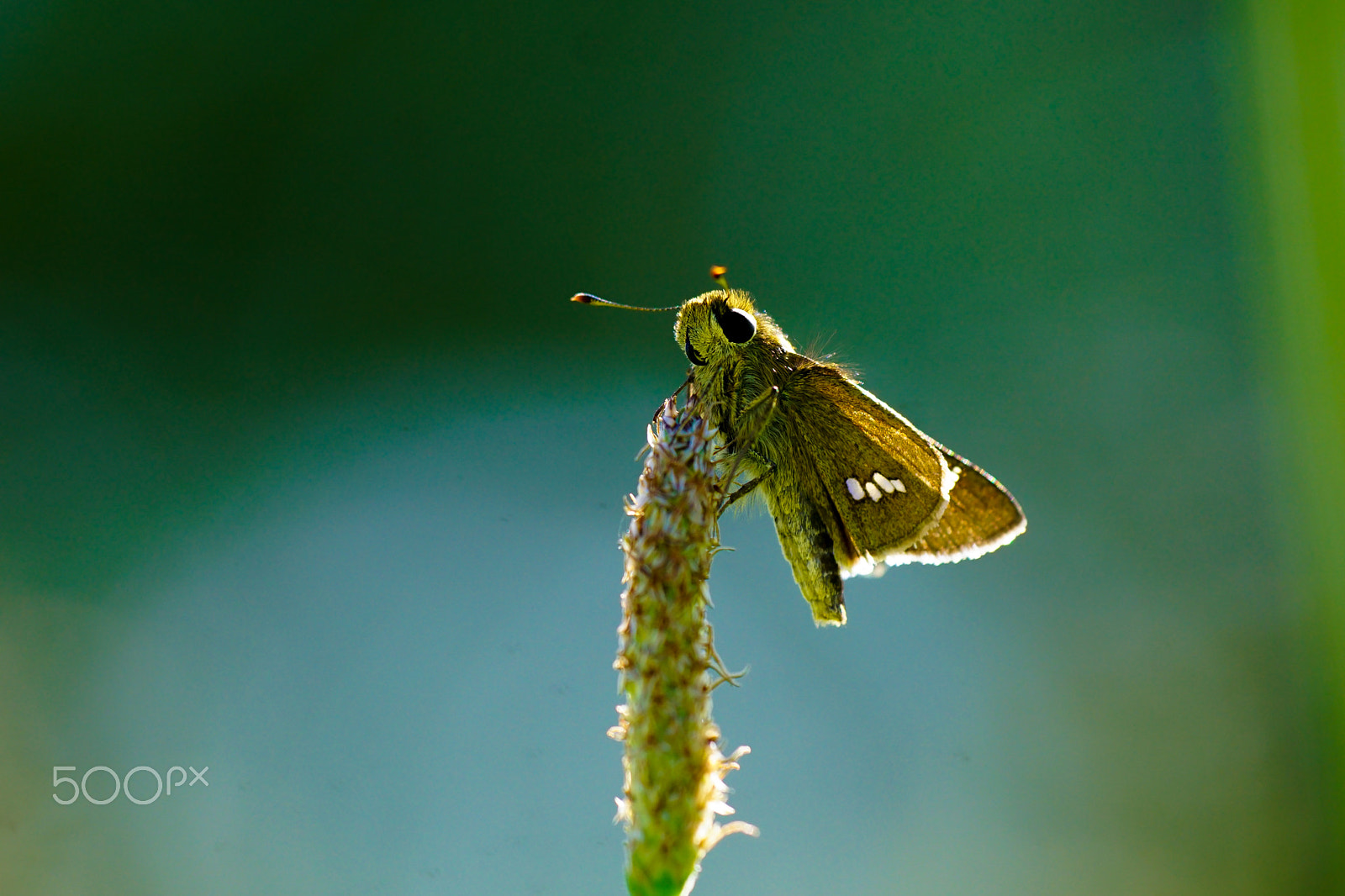 Sony ILCA-77M2 + Minolta AF 100mm F2.8 Macro [New] sample photo. Strait swift photography