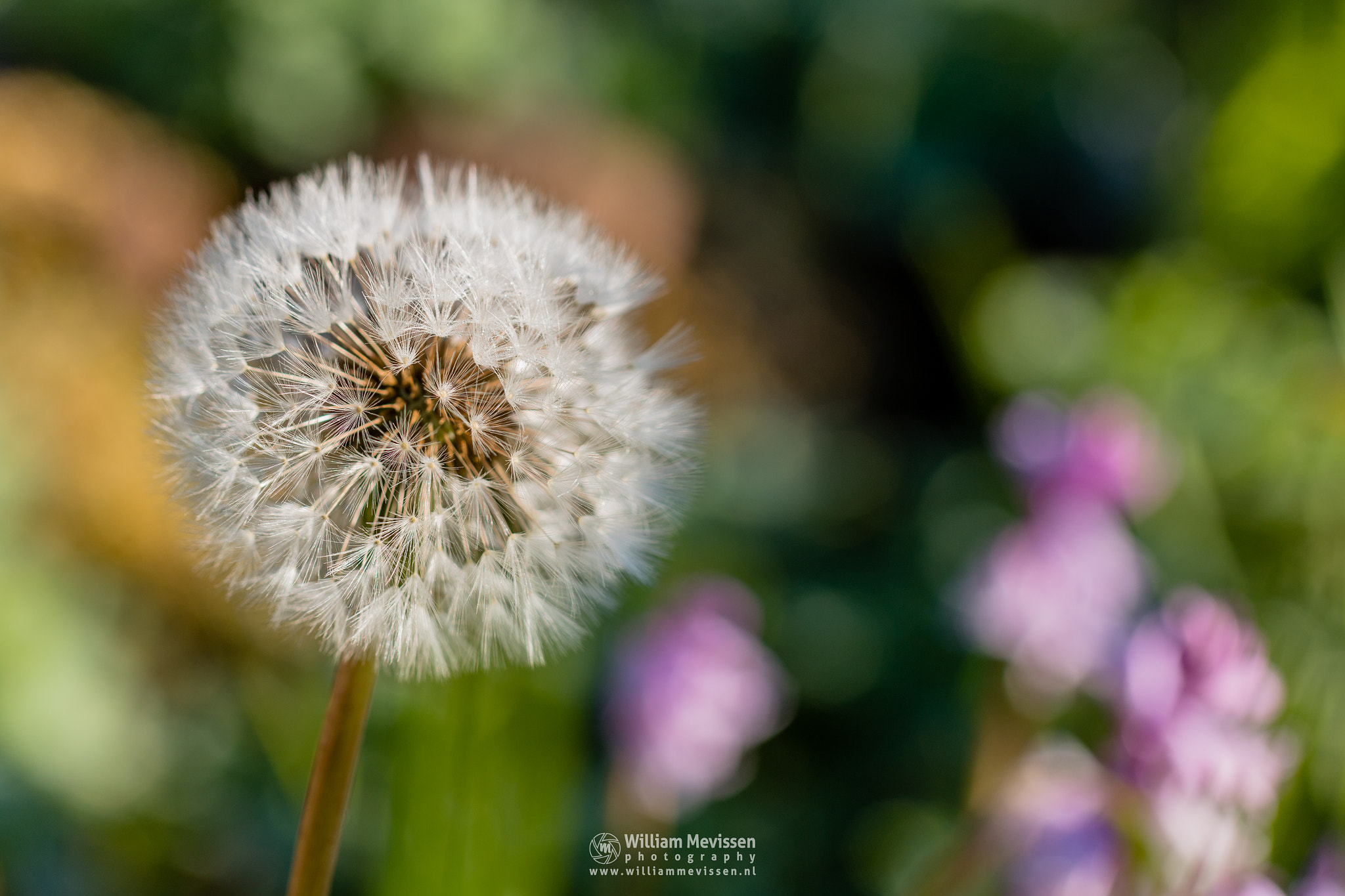 Canon EOS 70D + Tamron SP AF 60mm F2 Di II LD IF Macro sample photo. Colorful dandelion 'clock' photography