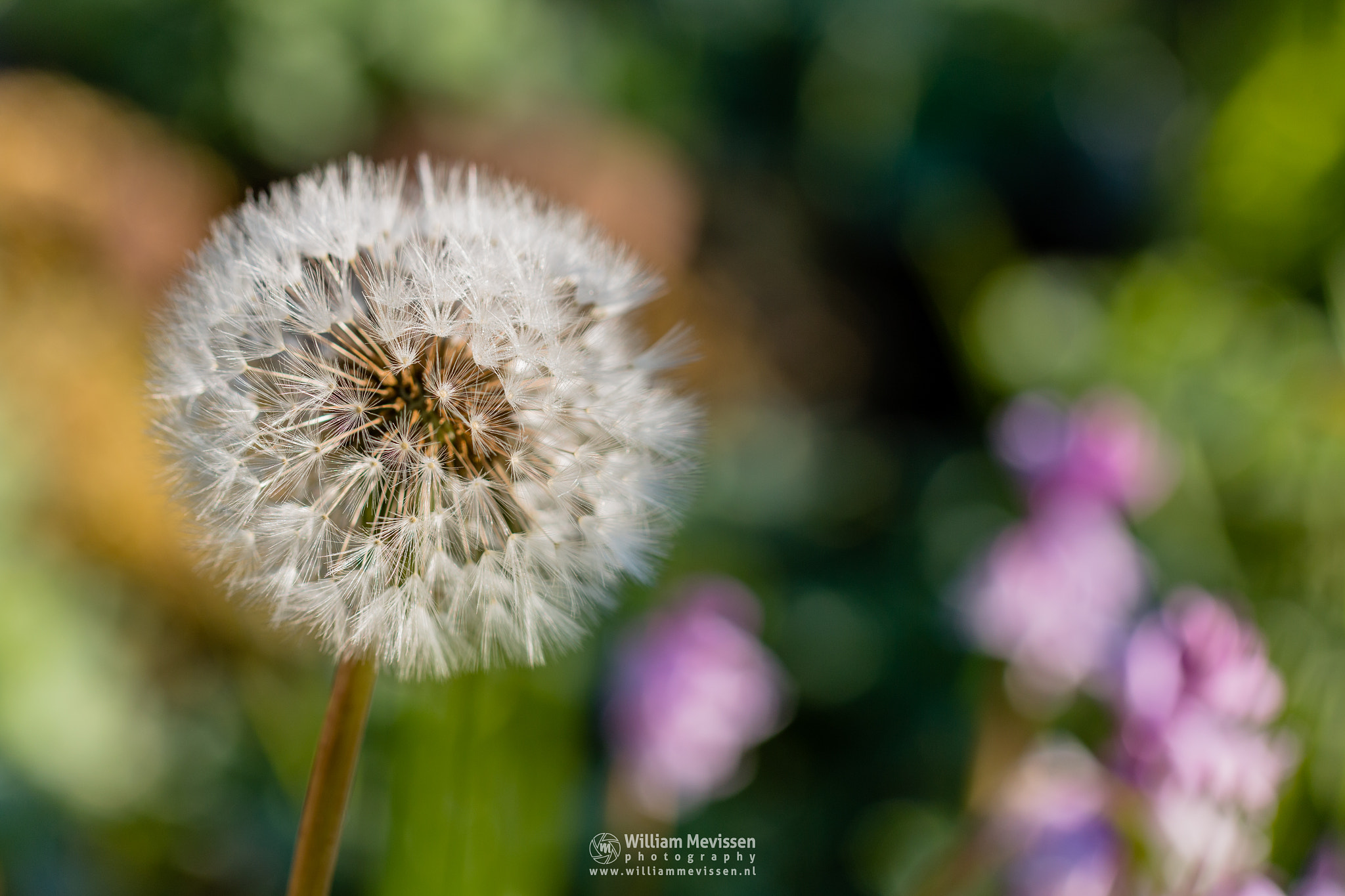 Tamron SP AF 60mm F2 Di II LD IF Macro sample photo. Colorful dandelion 'clock' photography