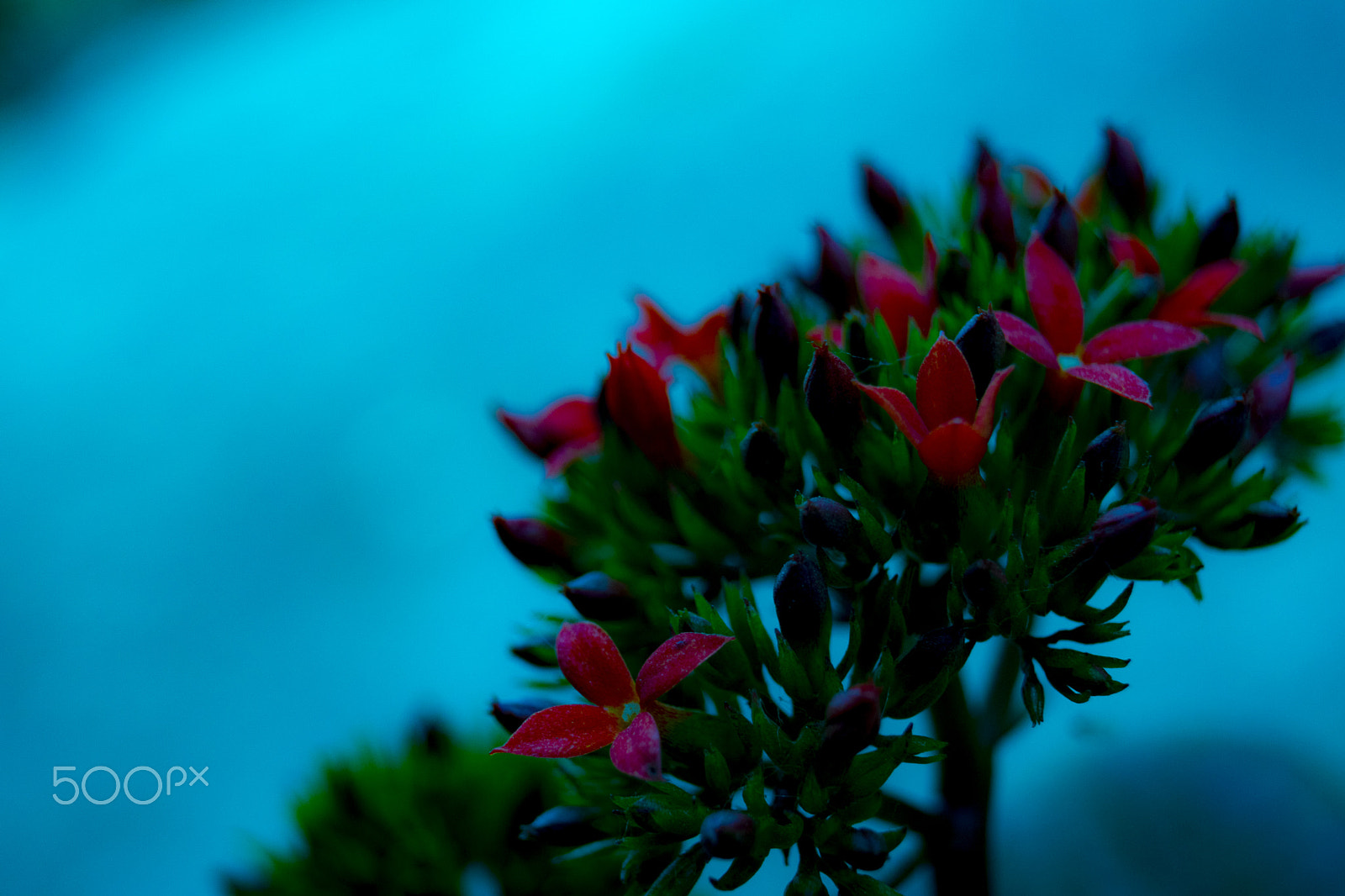 Sony SLT-A68 sample photo. Red in blue photography