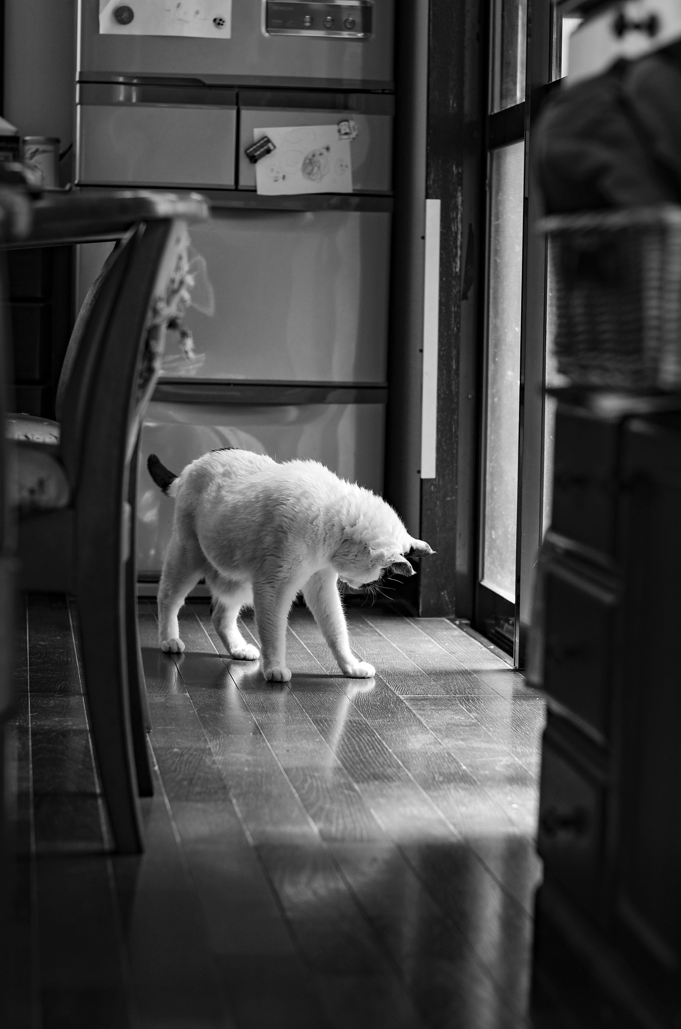 Pentax K-5 IIs sample photo. Cat photography