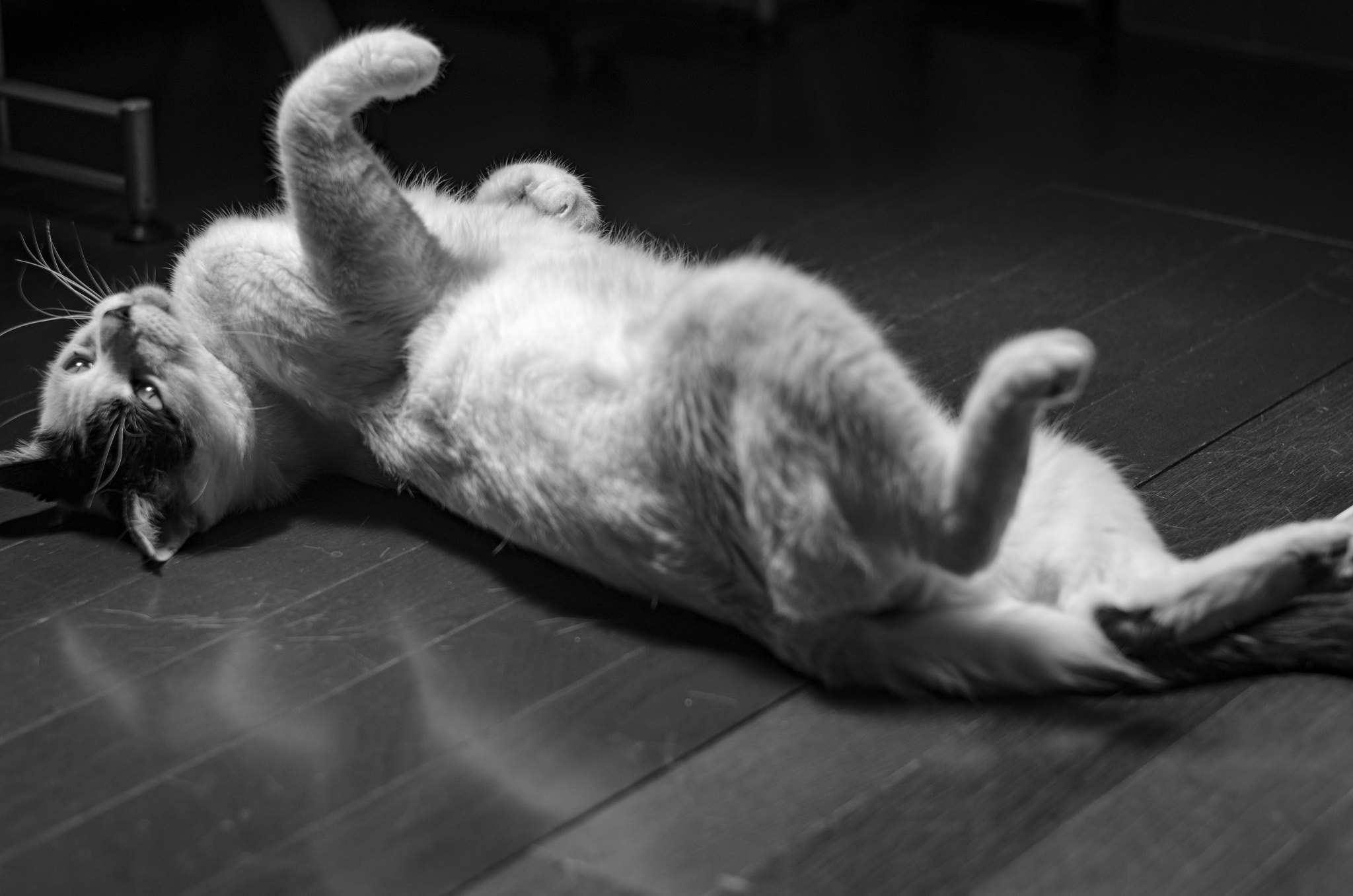Pentax K-5 IIs sample photo. Cat photography