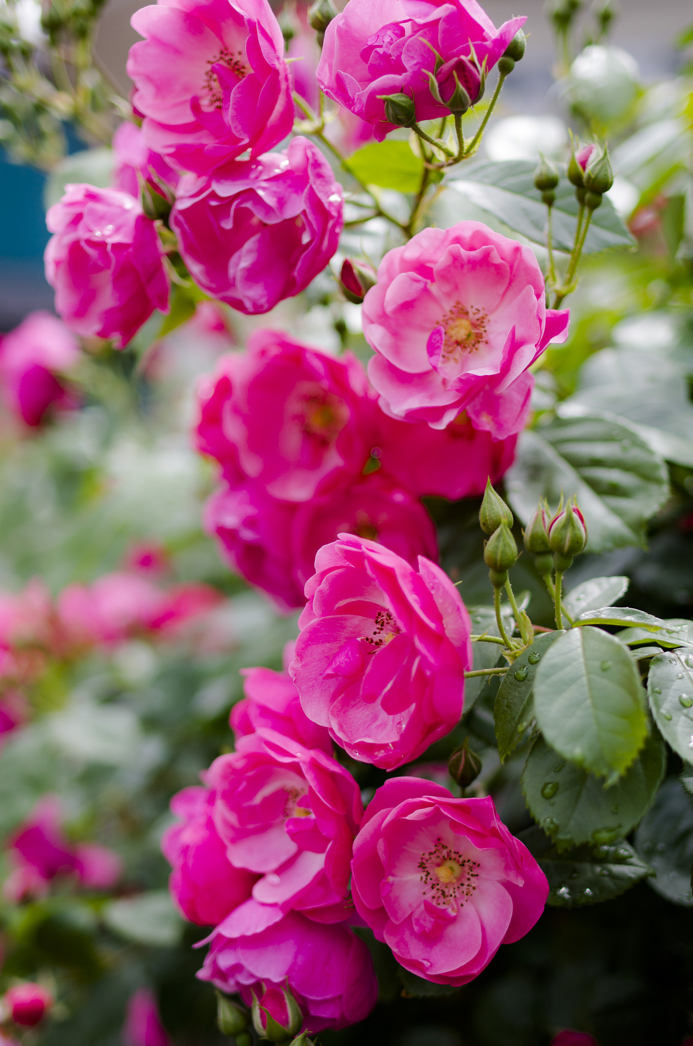 Pentax K-5 IIs sample photo. Flowers photography