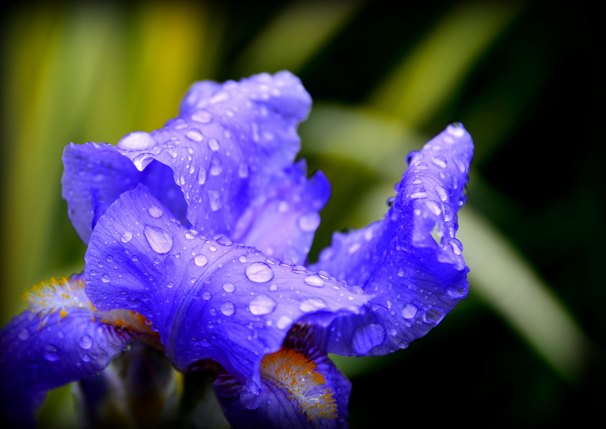 Nikon D5100 + Sigma 17-70mm F2.8-4 DC Macro OS HSM | C sample photo. Blue flower photography