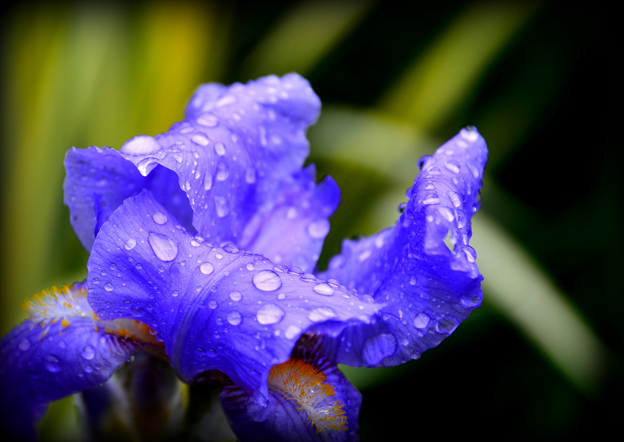 Sigma 17-70mm F2.8-4 DC Macro OS HSM | C sample photo. Blue flower photography