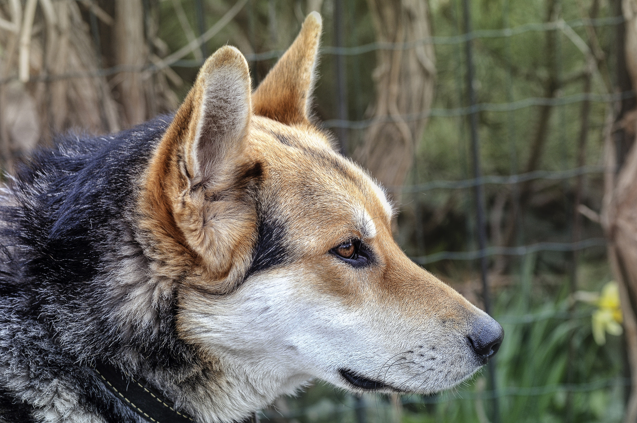 Nikon D300 + AF Micro-Nikkor 105mm f/2.8 sample photo. Джек photography