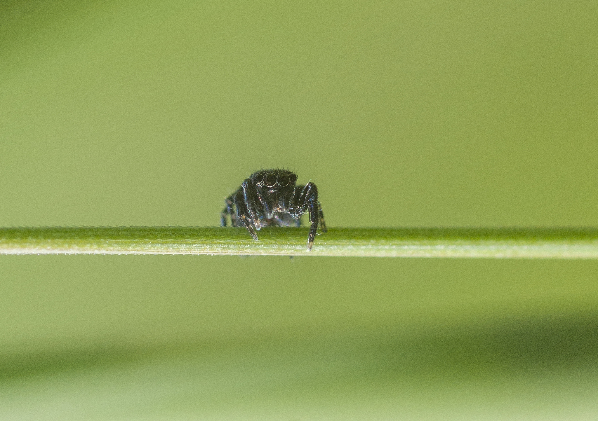 Sony Alpha DSLR-A290 + Sigma 30mm F1.4 EX DC HSM sample photo. Oooo photography