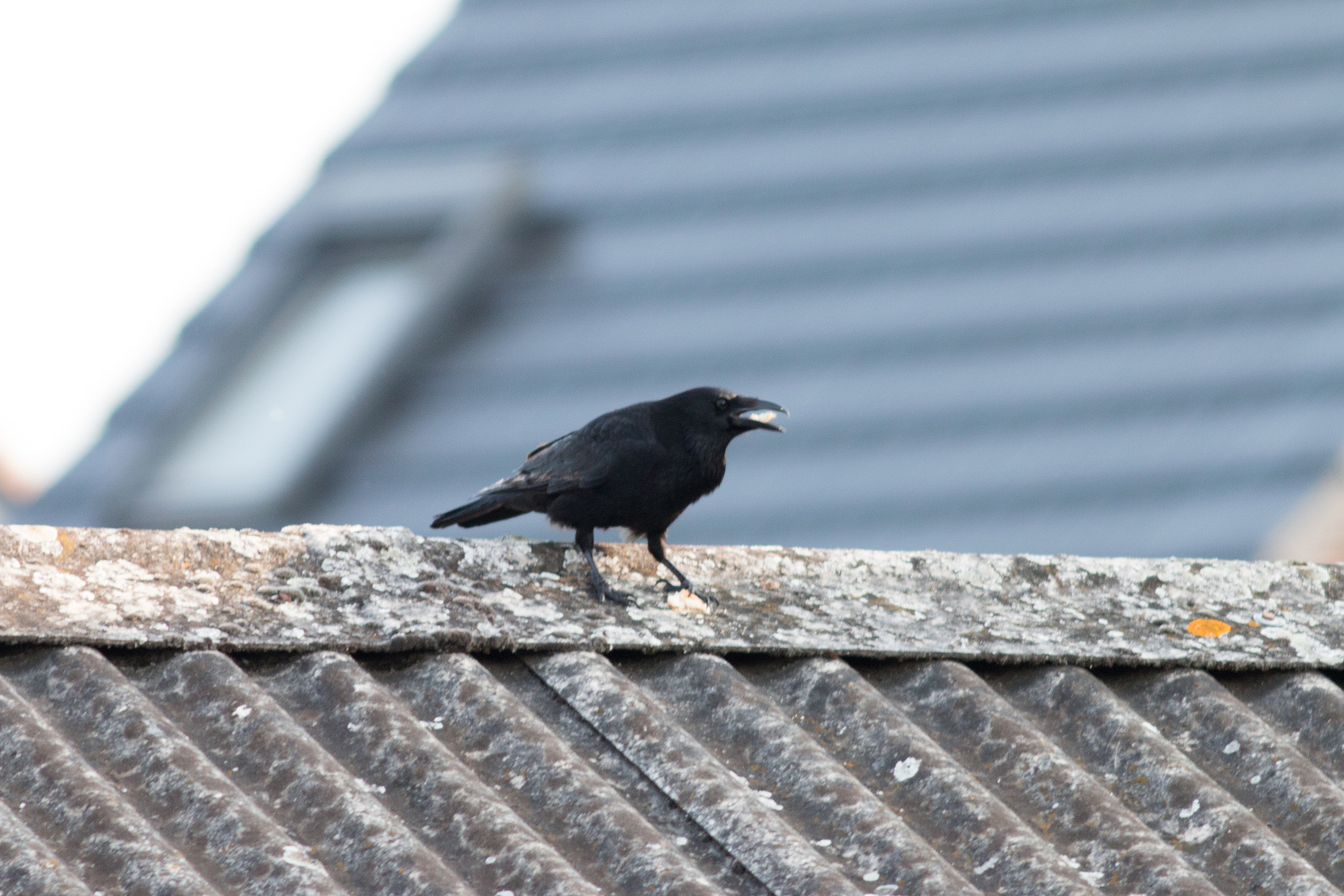 Canon EF 200mm f/2.8L II + 2x sample photo. Raven 01 photography