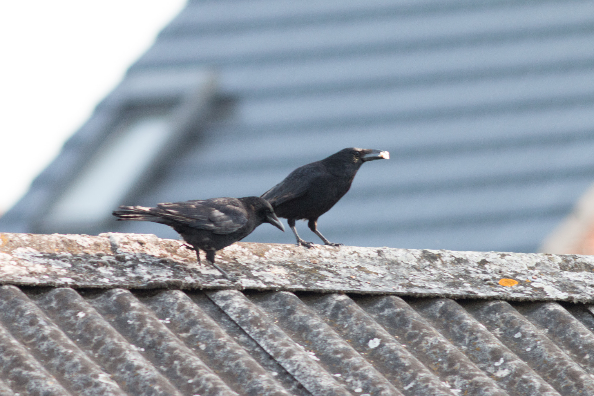 Canon EF 200mm f/2.8L II + 2x sample photo. Raven 02 photography