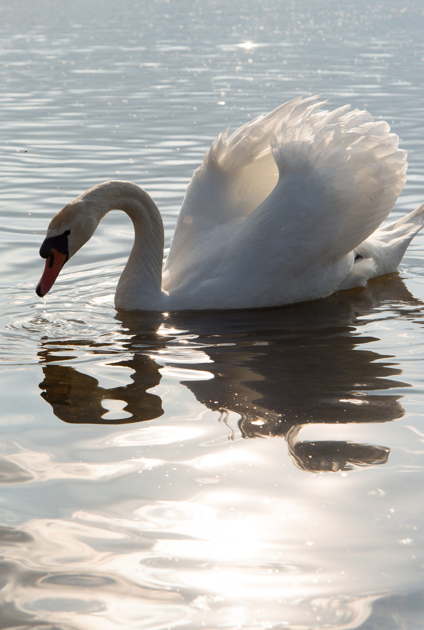 Nikon D800E + Nikon AF Nikkor 24-85mm F2.8-4D IF sample photo. Swan close up swimming on the water photography