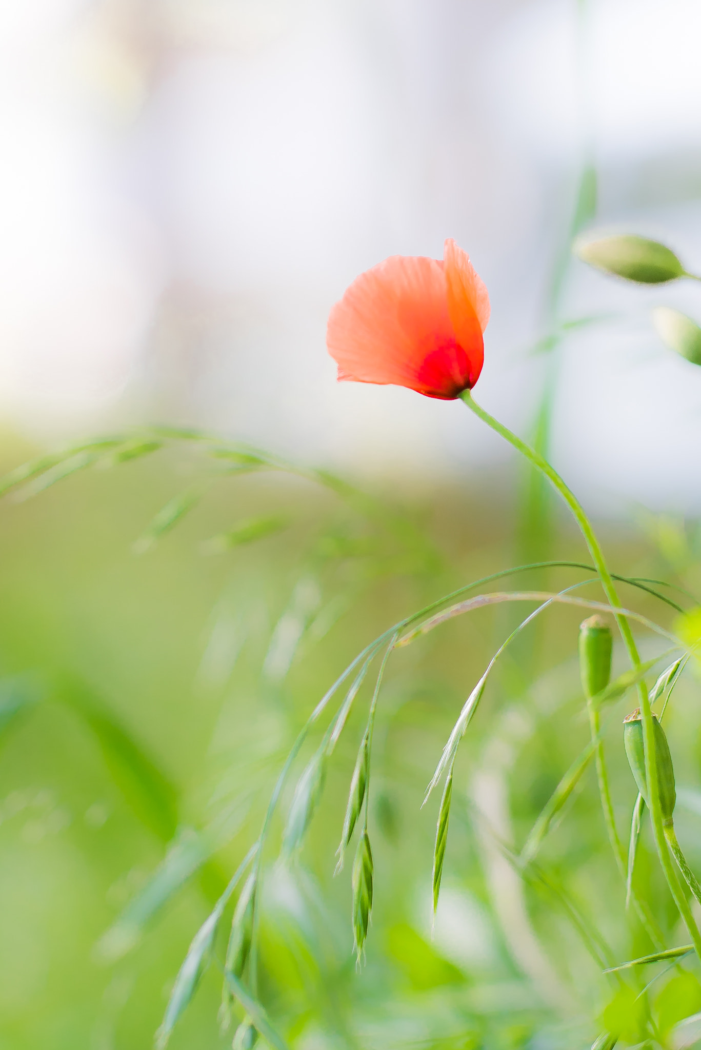 Nikon D810 + ZEISS Otus 55mm F1.4 sample photo. Papaver dubium photography