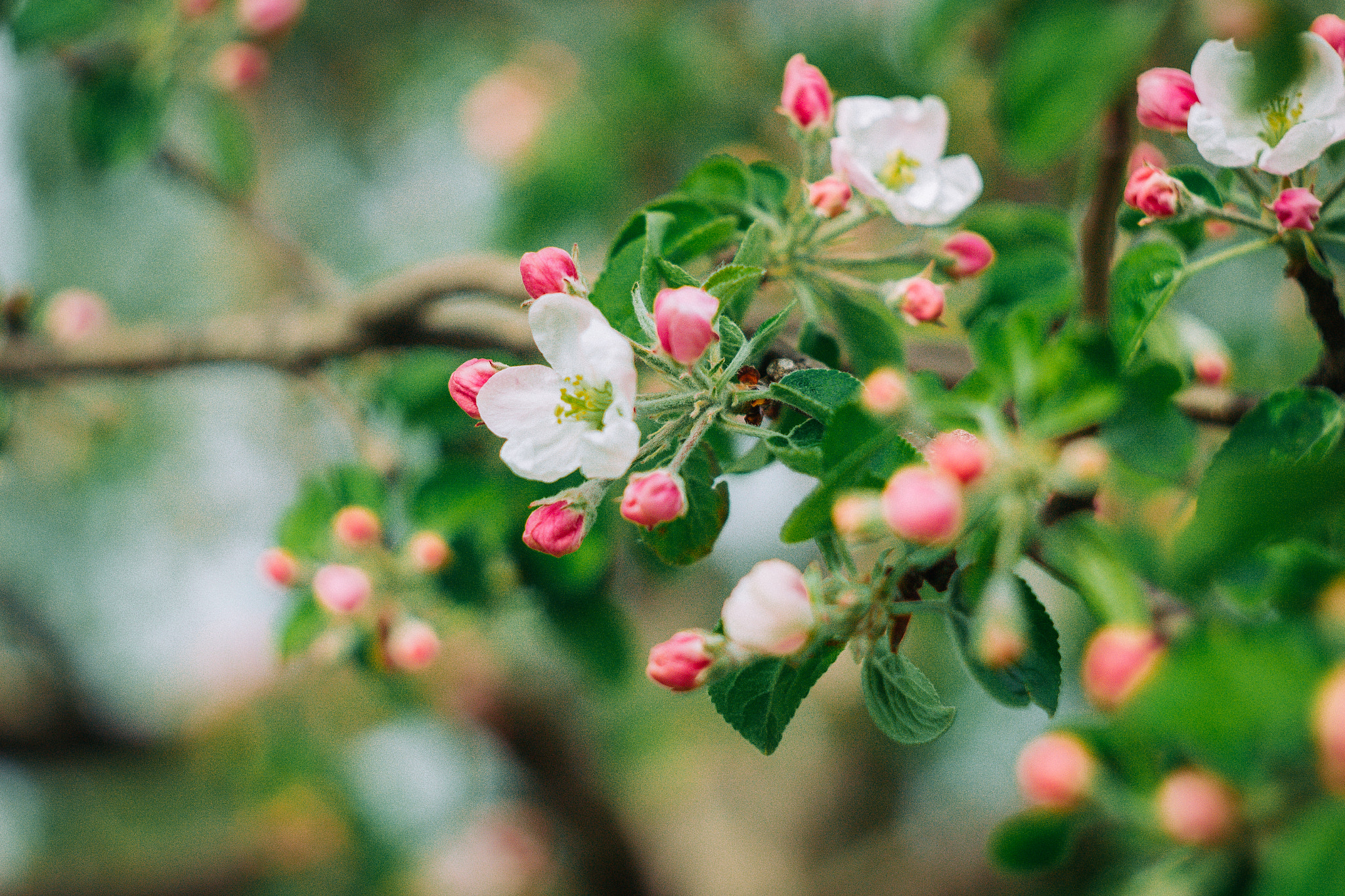 Canon EF 35-80mm f/4-5.6 sample photo. Spring sketches photography