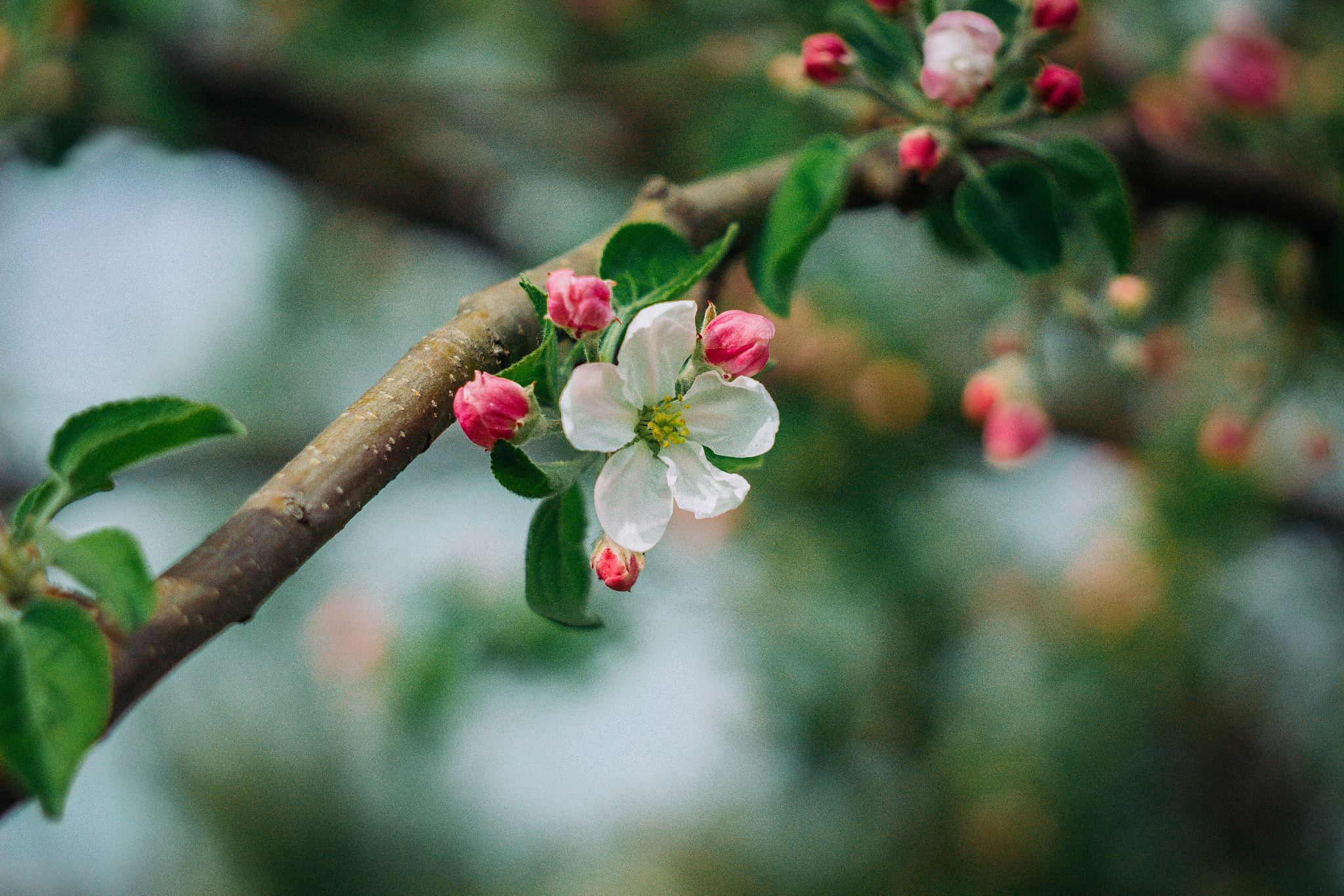 Canon EF 35-80mm f/4-5.6 sample photo. Spring sketches photography