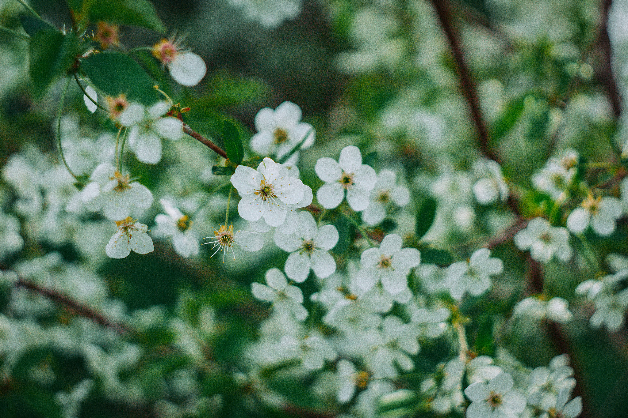 Canon EF 35-80mm f/4-5.6 sample photo. Spring sketches photography