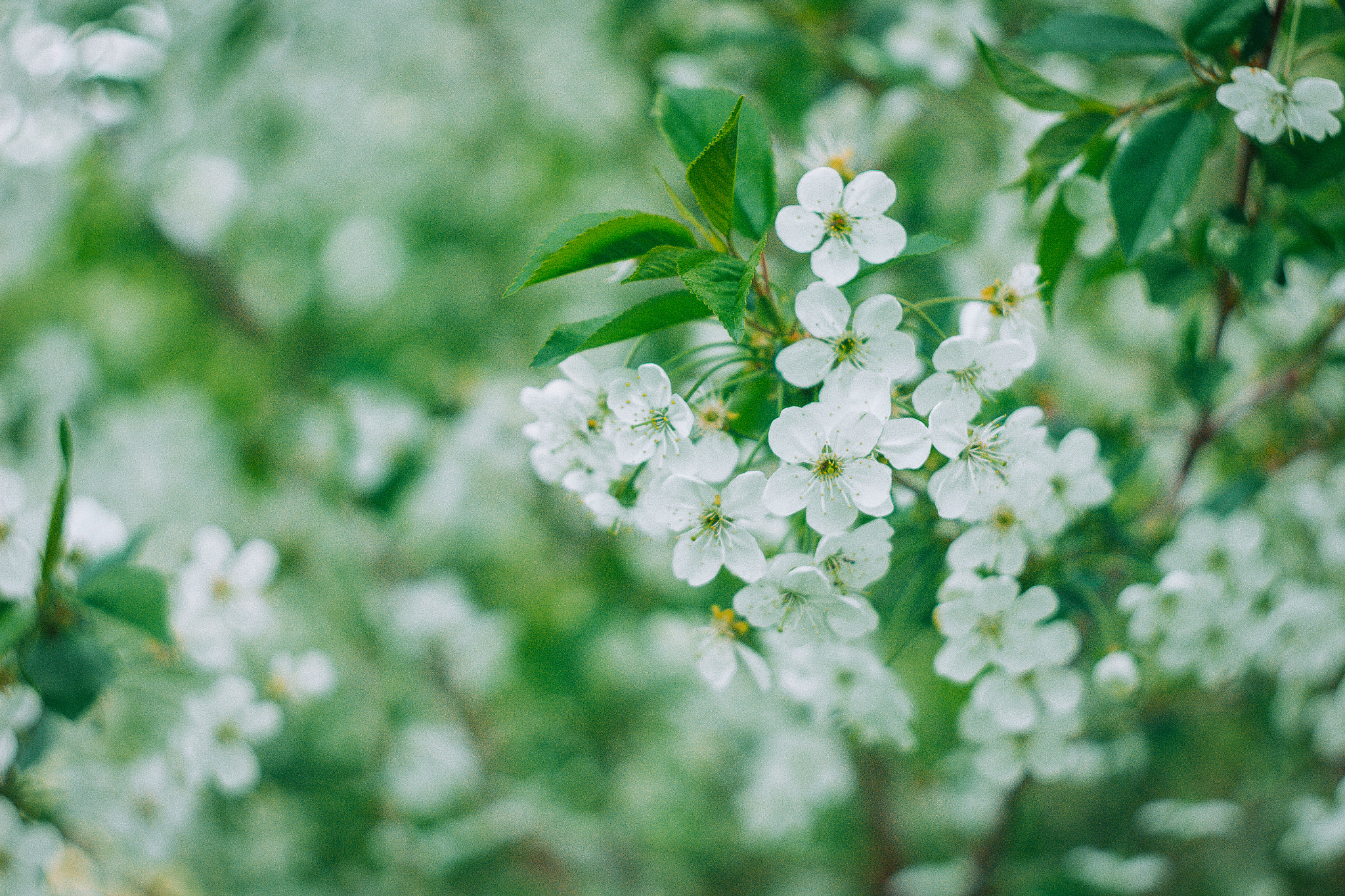 Canon EF 35-80mm f/4-5.6 sample photo. Spring sketches photography