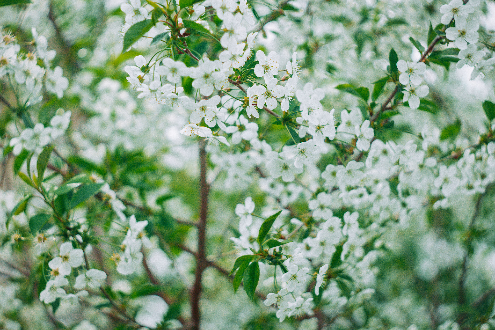 Canon EF 35-80mm f/4-5.6 sample photo. Spring sketches photography