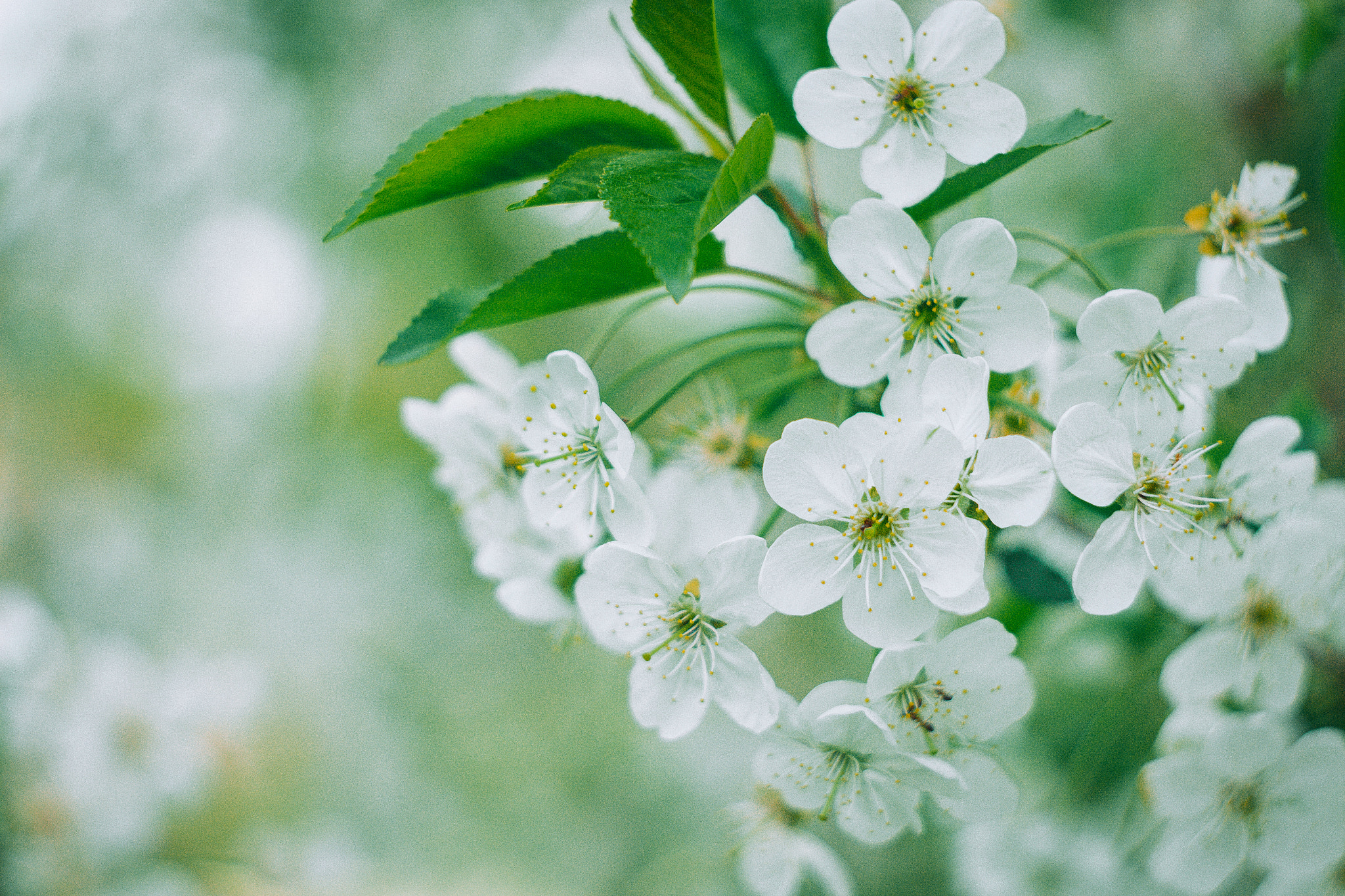 Canon EF 35-80mm f/4-5.6 sample photo. Spring sketches photography