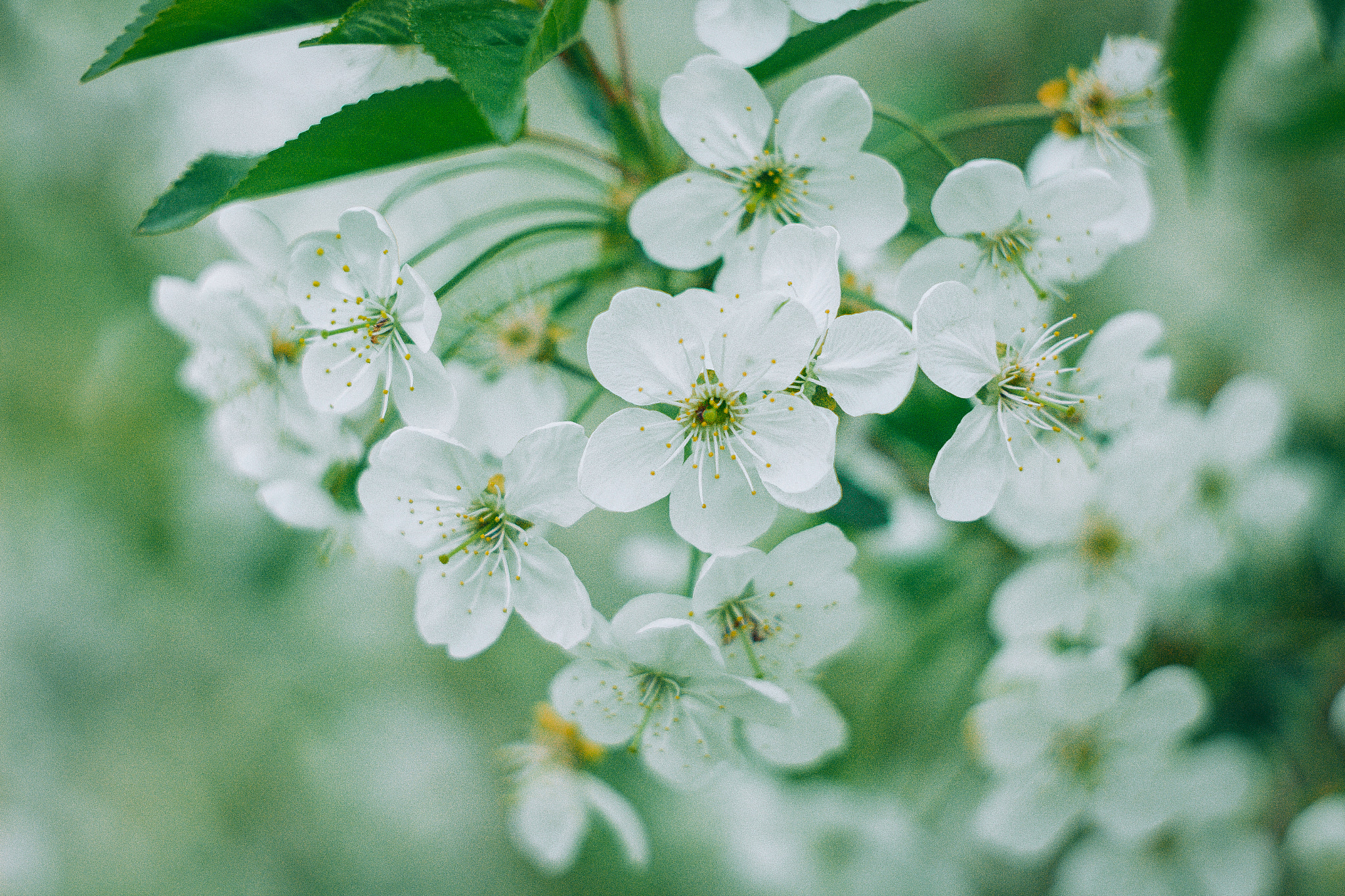 Canon EF 35-80mm f/4-5.6 sample photo. Spring sketches photography