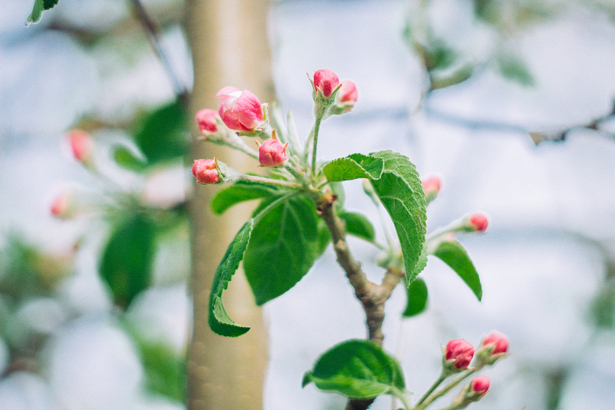 Canon EF 35-80mm f/4-5.6 sample photo. Spring sketches photography