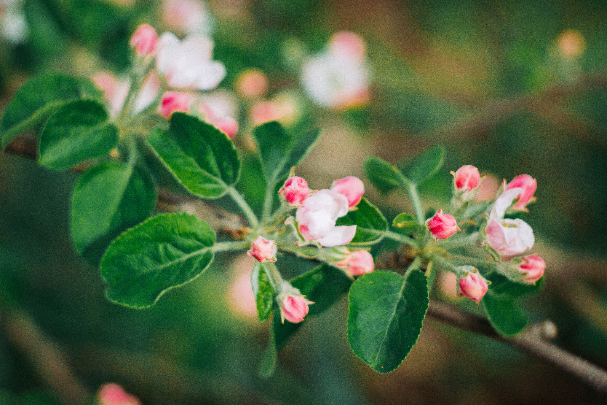 Canon EF 35-80mm f/4-5.6 sample photo. Spring sketches photography