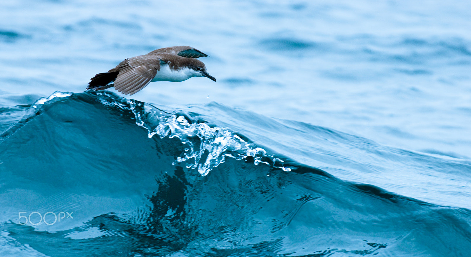 Nikon D2X sample photo. Fighting  the wave photography