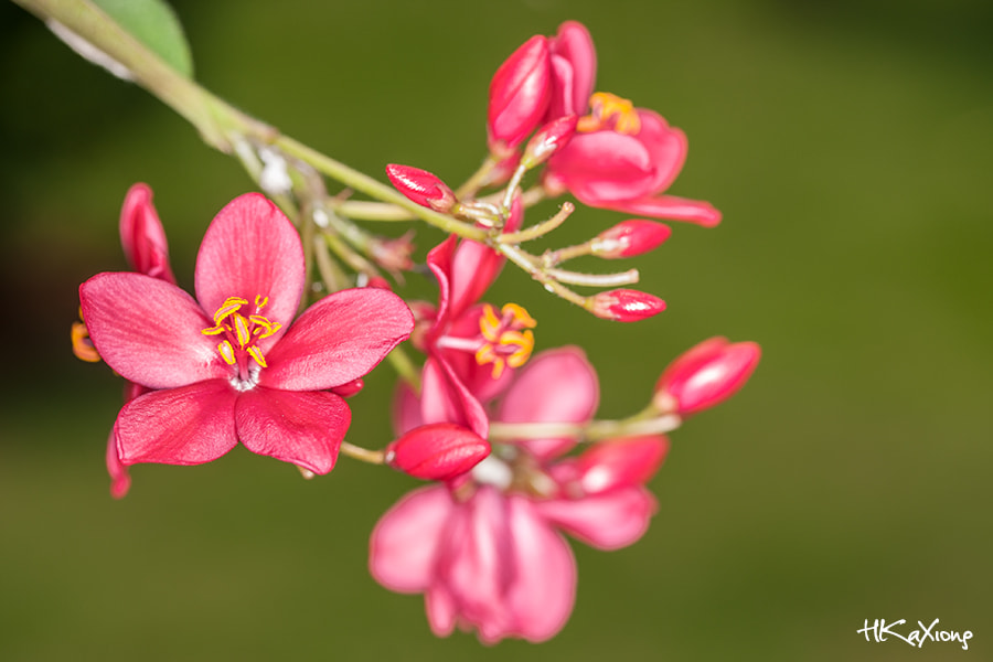 Canon EF-S 60mm F2.8 Macro USM sample photo. Flower photography