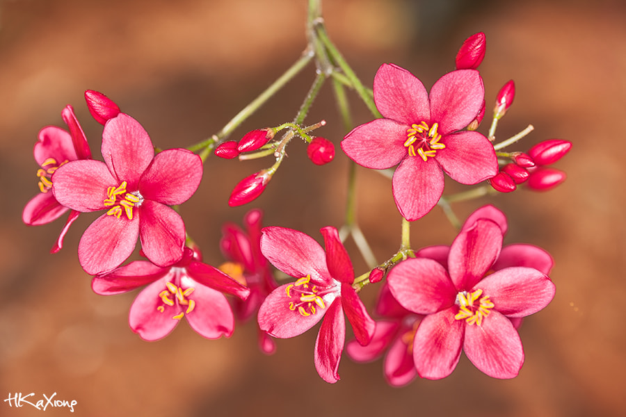 Canon EF-S 60mm F2.8 Macro USM sample photo. Flower photography
