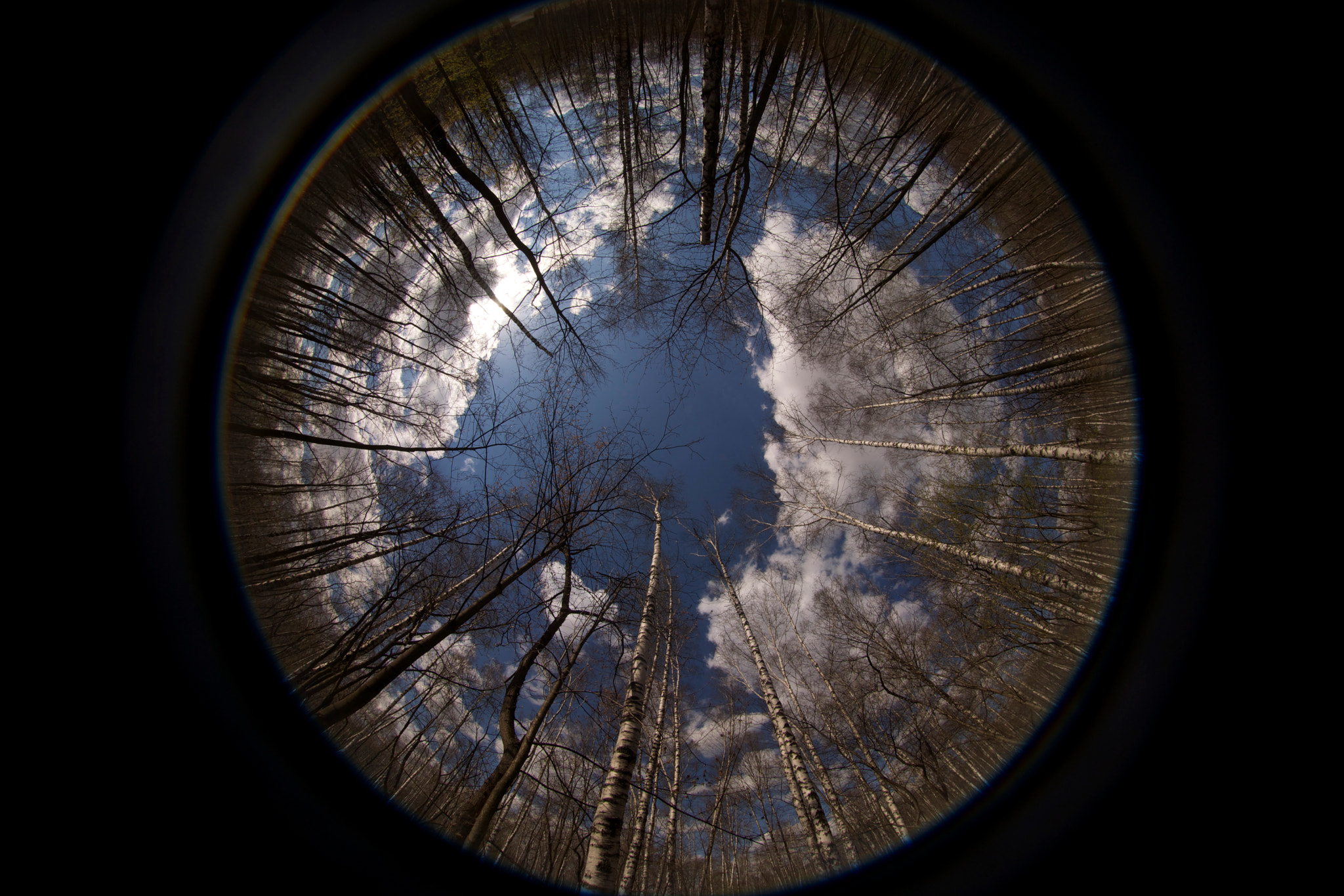 Sony Alpha DSLR-A900 + Minolta AF 50mm F1.7 sample photo. Sokolniki park spring photography
