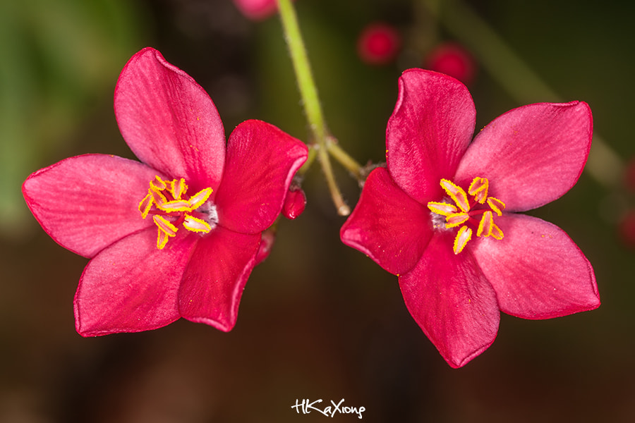 Canon EF-S 60mm F2.8 Macro USM sample photo. Flower photography