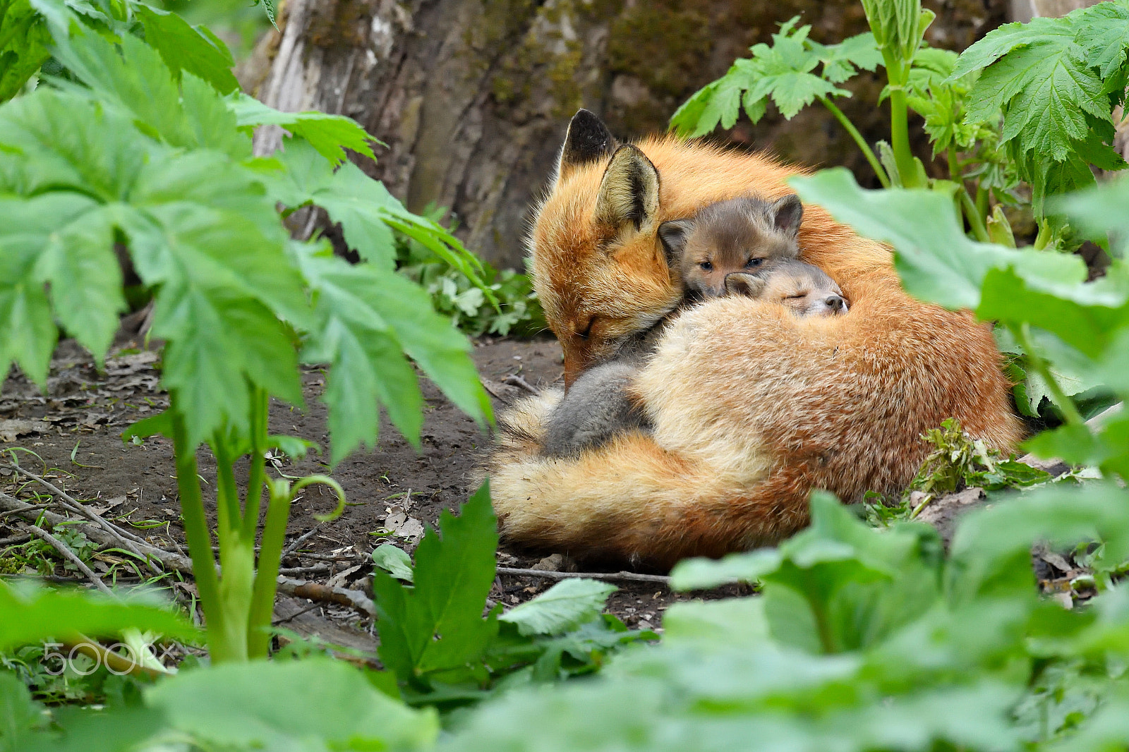 Nikon D5 + Nikon AF-S Nikkor 600mm F4G ED VR sample photo. Be embraced by mother photography