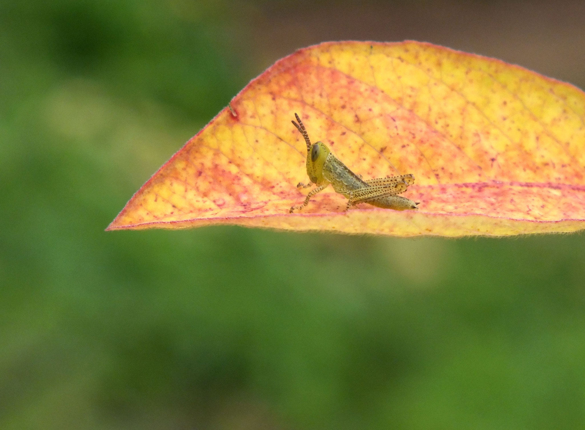 FujiFilm FinePix HS20 EXR (FinePix HS22 EXR) sample photo. 幼蝗 photography