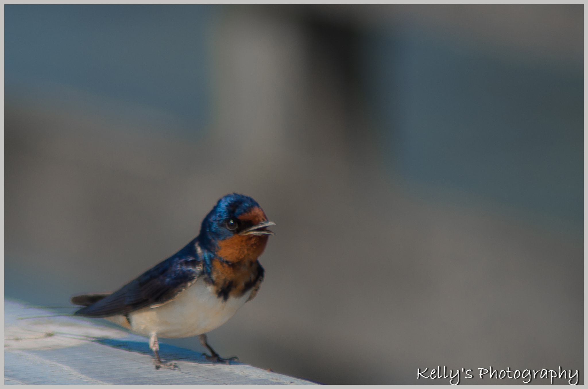 Tamron AF 70-300mm F4-5.6 Di LD Macro sample photo. A swallow photography