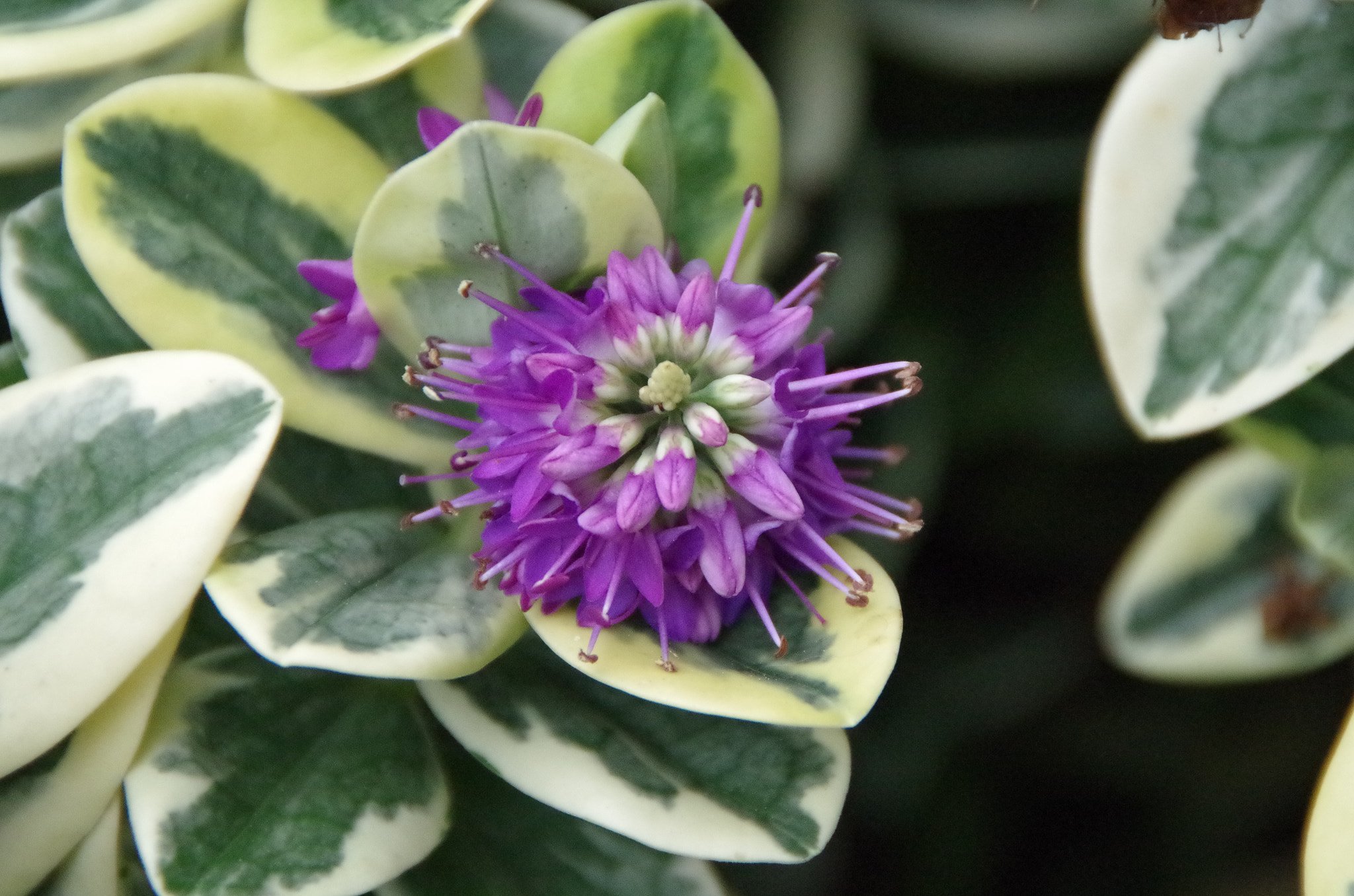 Pentax K-50 sample photo. Lovely flower photography