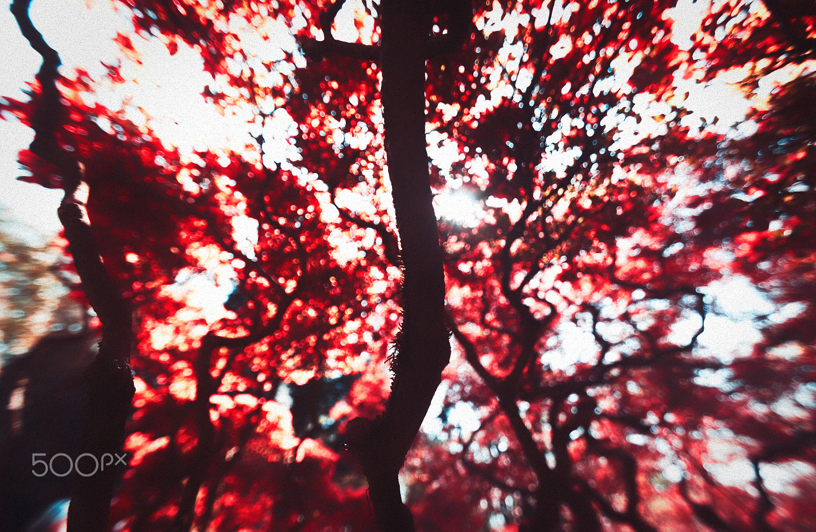 Pentax K-5 II sample photo. Nature photography