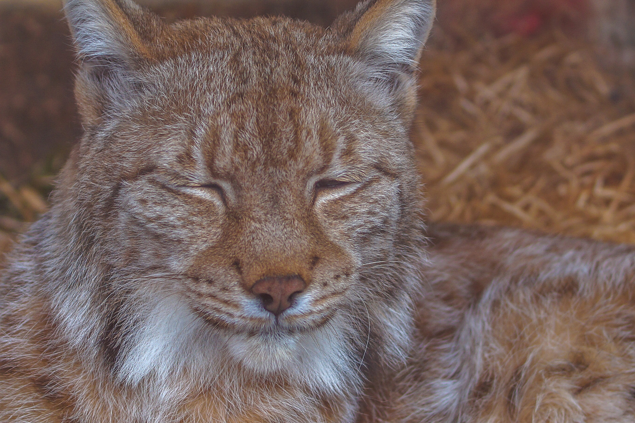 Sony SLT-A58 + Sony DT 35mm F1.8 SAM sample photo. Smile of lynx in st.-petersburg zoo photography