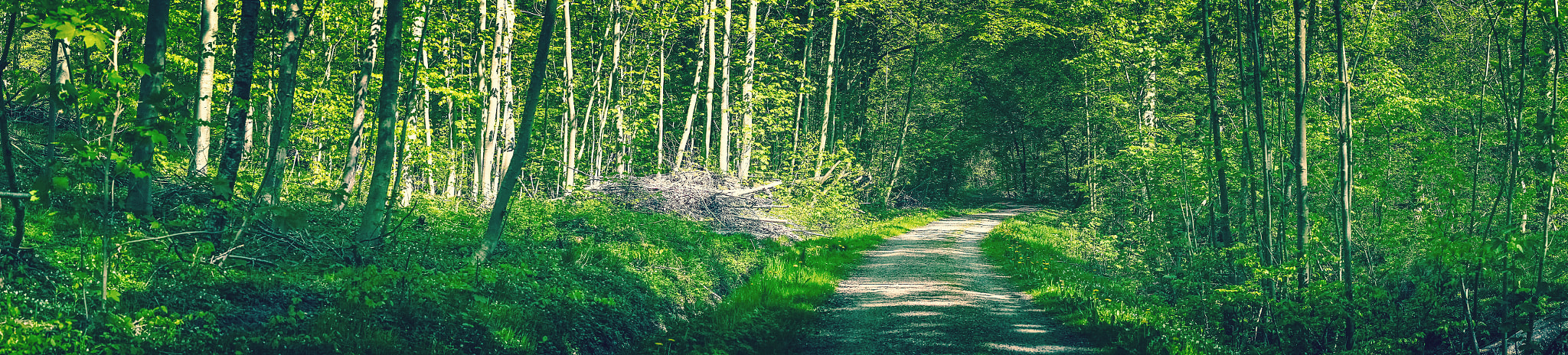 Sony a7R + Minolta AF 50mm F1.4 [New] sample photo. Idyllic green forest with a road photography