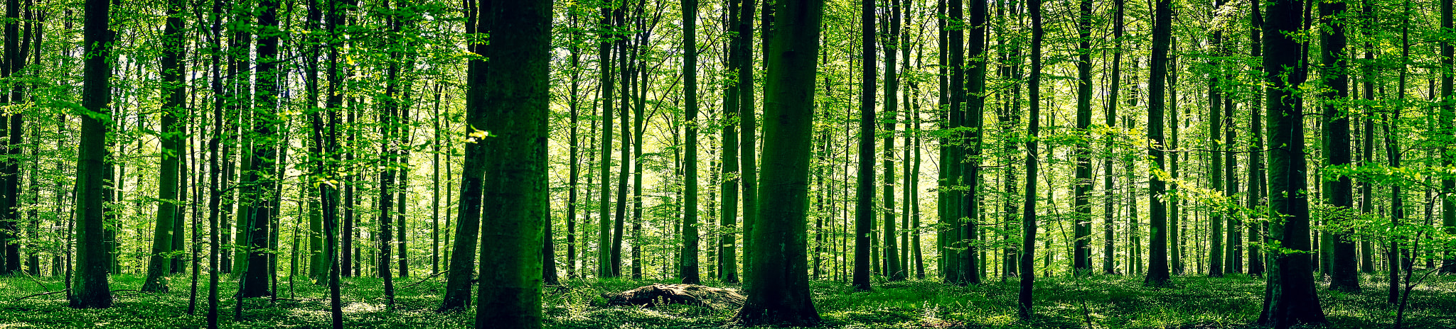 Sony a7R + Minolta AF 50mm F1.4 [New] sample photo. Idyllic forest in the springtime photography