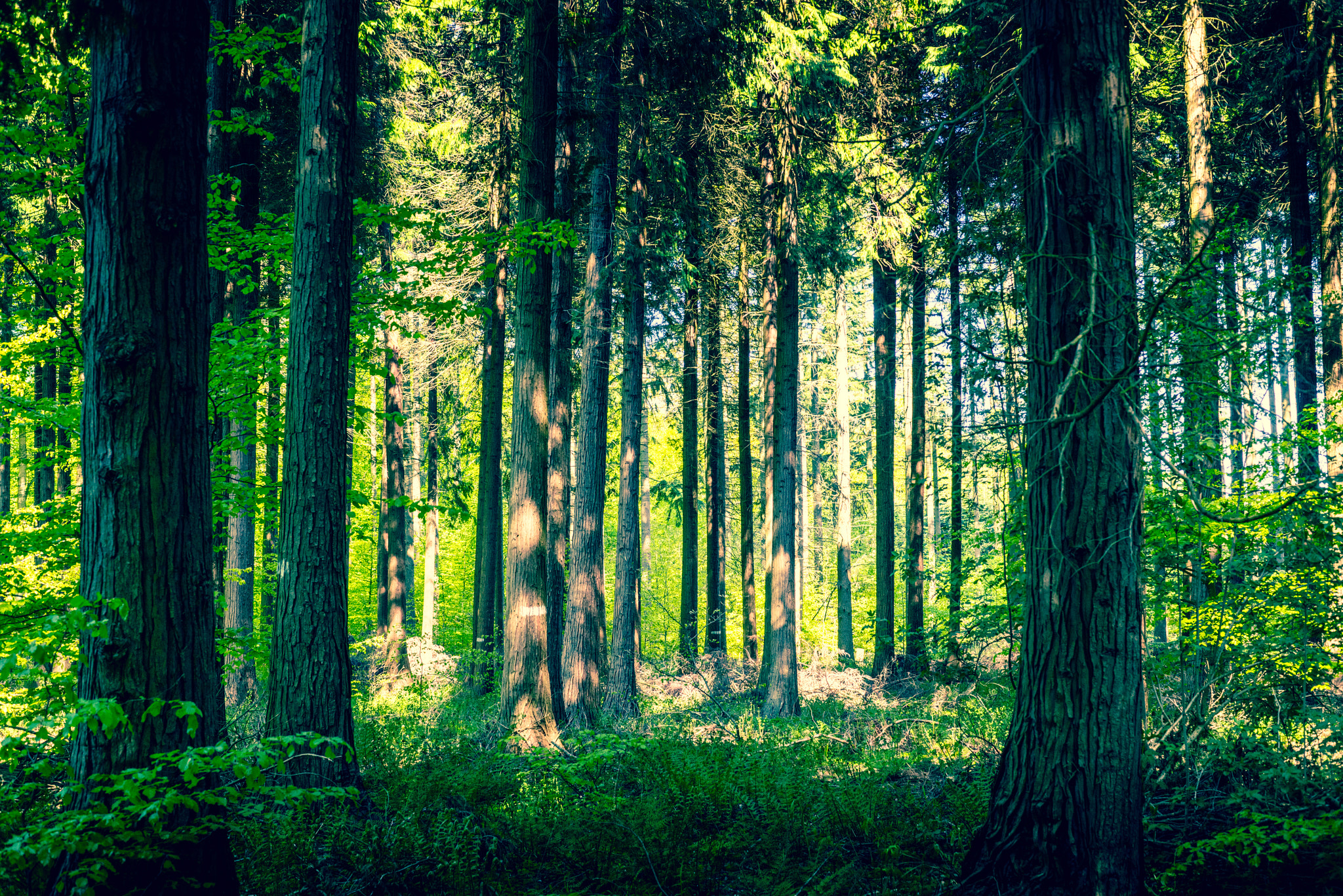 Sony a7R + Sony 50mm F1.4 sample photo. Idyllic forest with a clearing photography