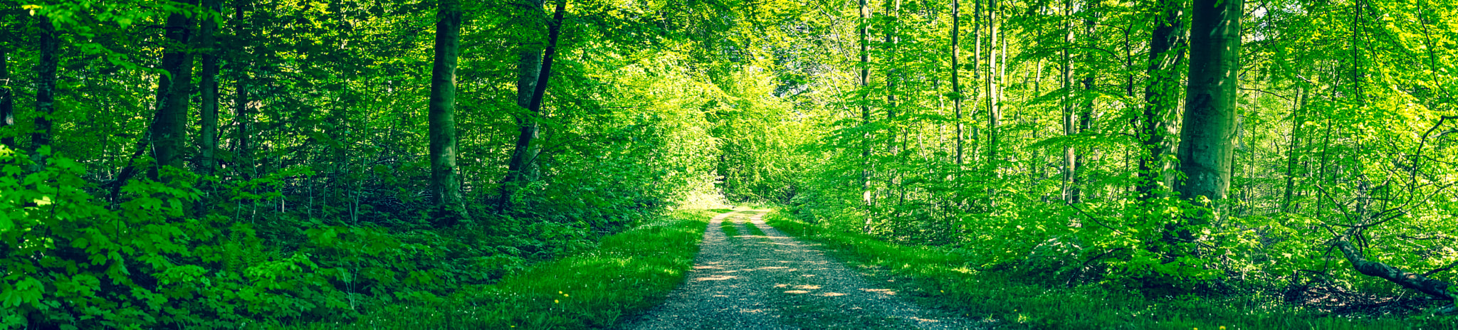 Sony a7R + Minolta AF 50mm F1.4 [New] sample photo. Dirt road in a green forest panorama photography