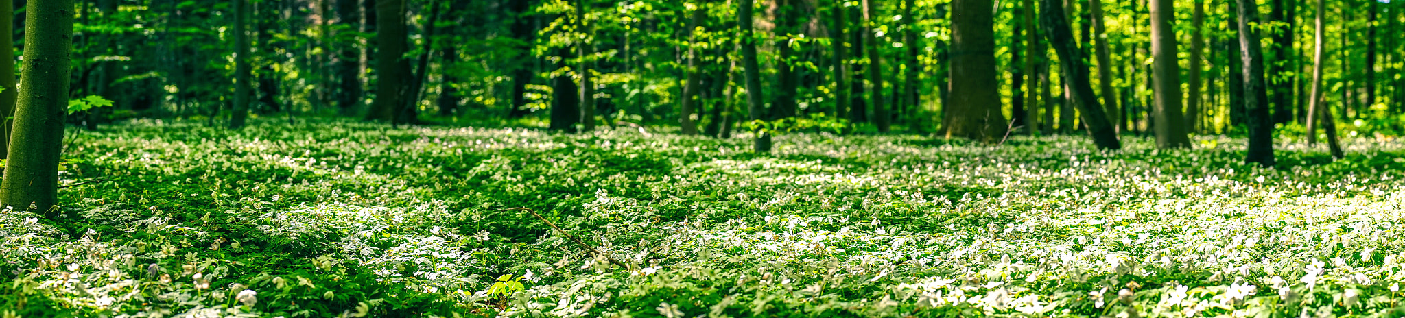 Sony a7R + Minolta AF 50mm F1.4 [New] sample photo. Anemone flowers on the forest floor photography