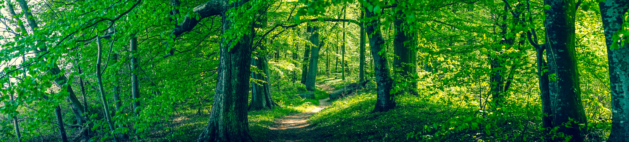 Sony a7R + Minolta AF 50mm F1.4 [New] sample photo. Forrest foliage with green trees photography